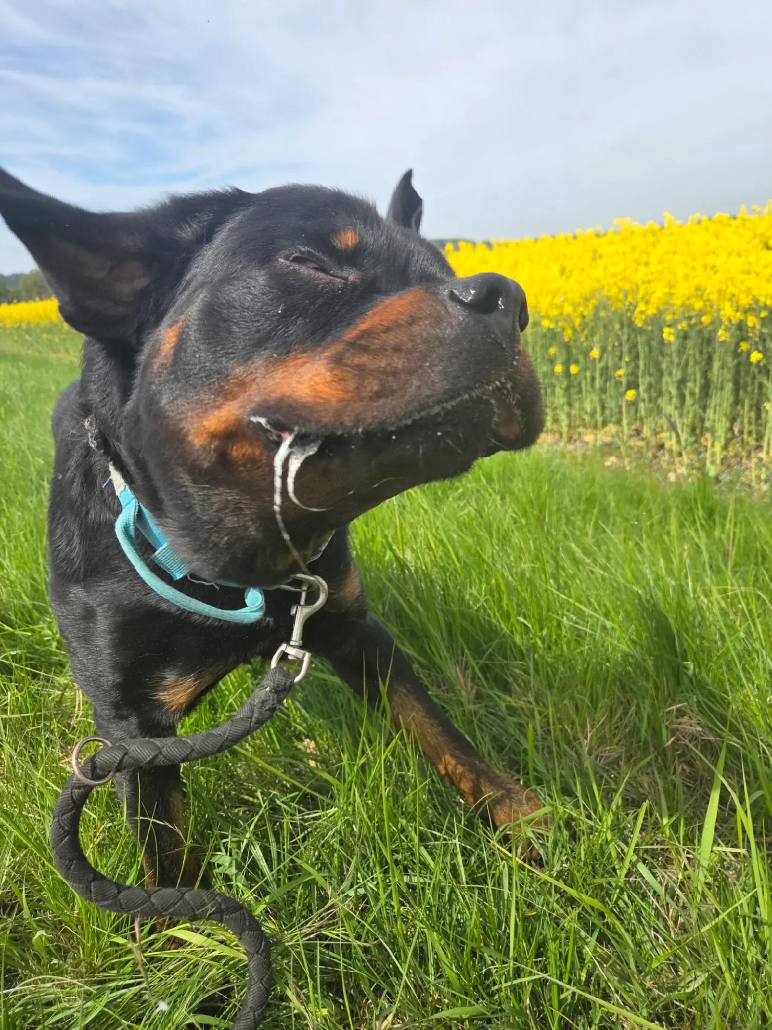 @Loki der Rottweiler