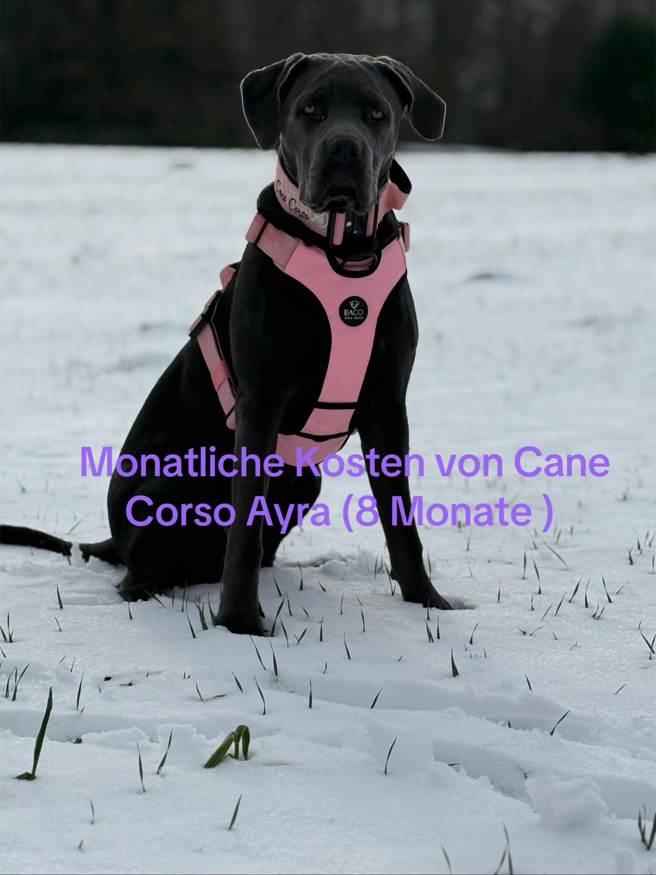 @Cane Corso Ayra 🐾