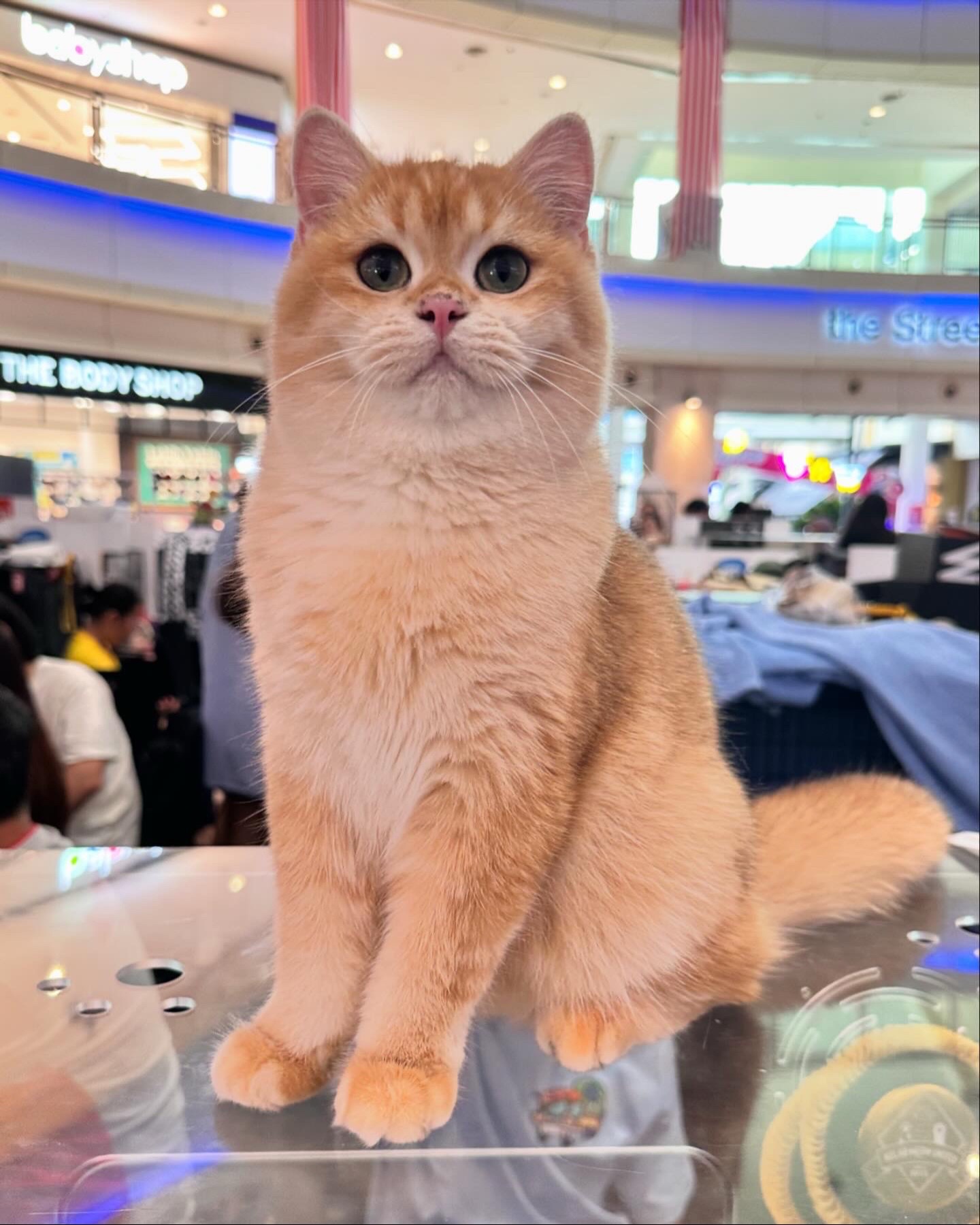 @YUN FLUFFY CATS