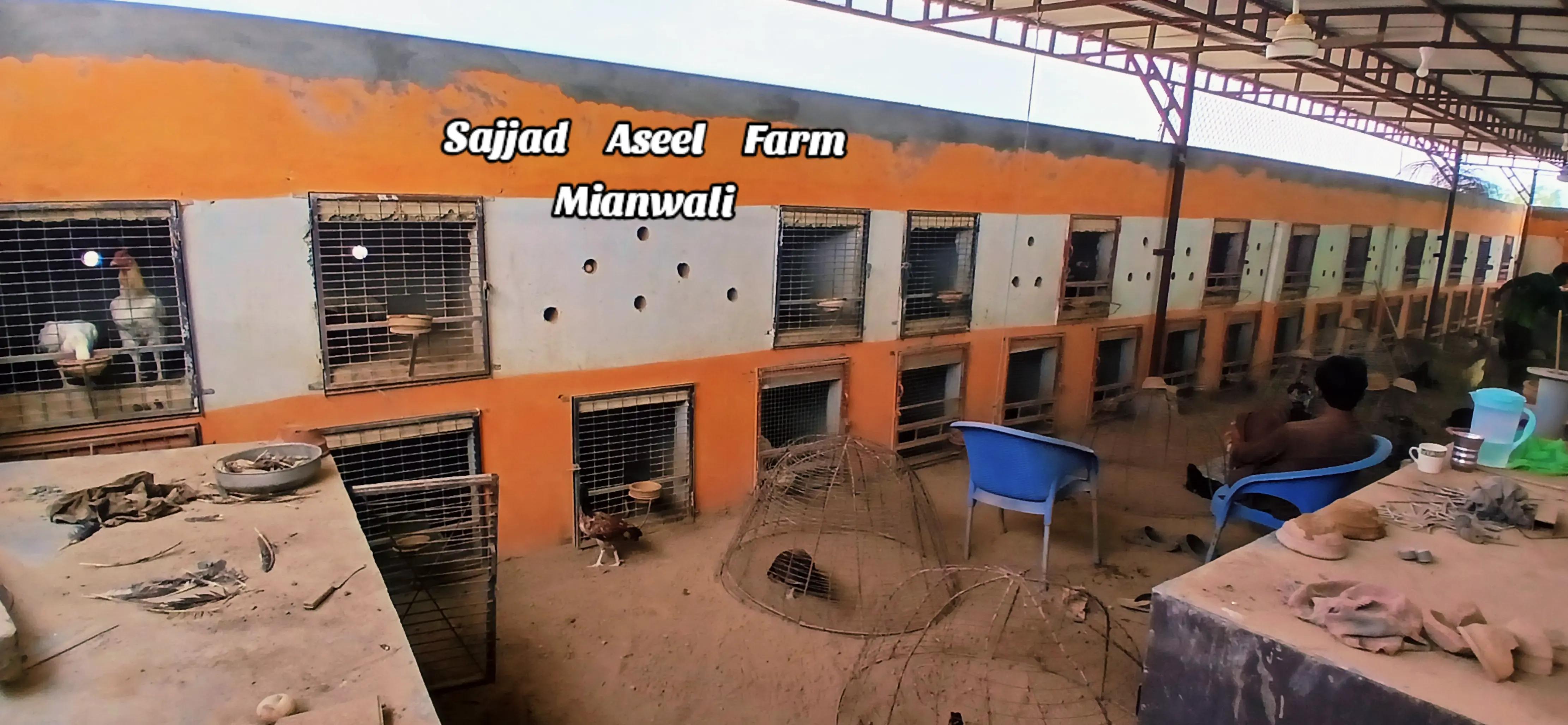 @Sajjad Aseel Farm