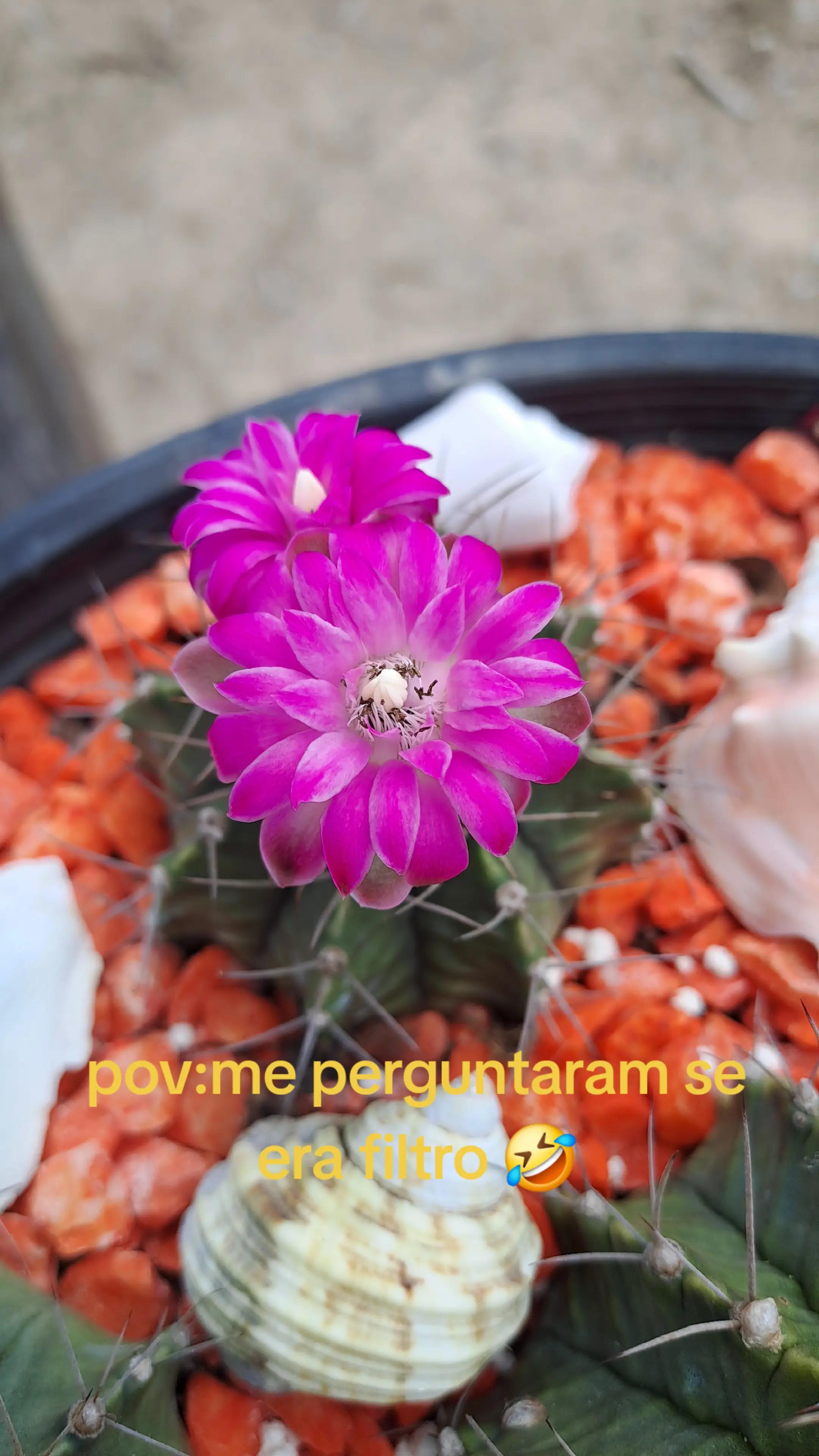 @Val Brito🌻✍️