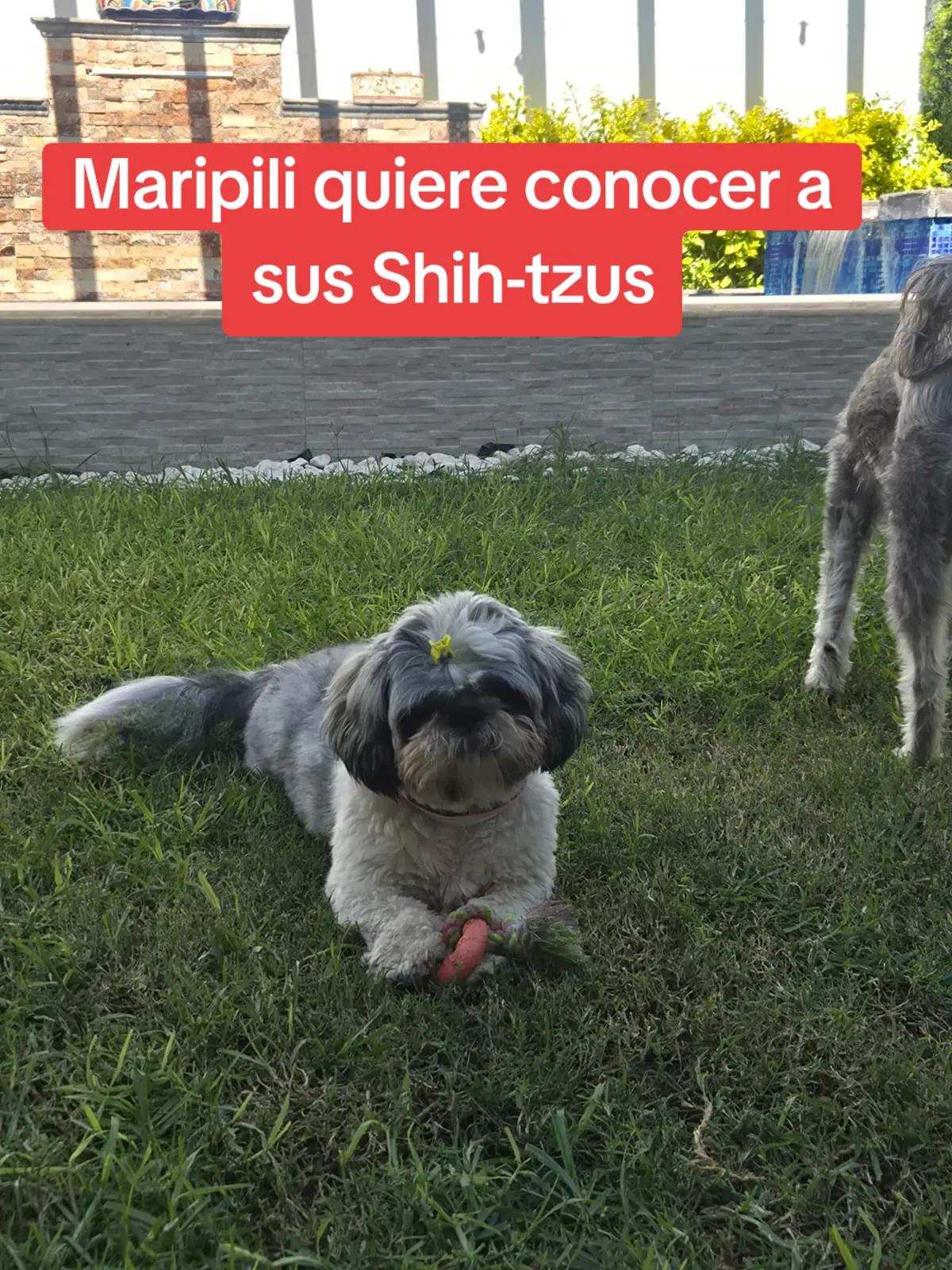 @Armandini Enr&iacute;quez