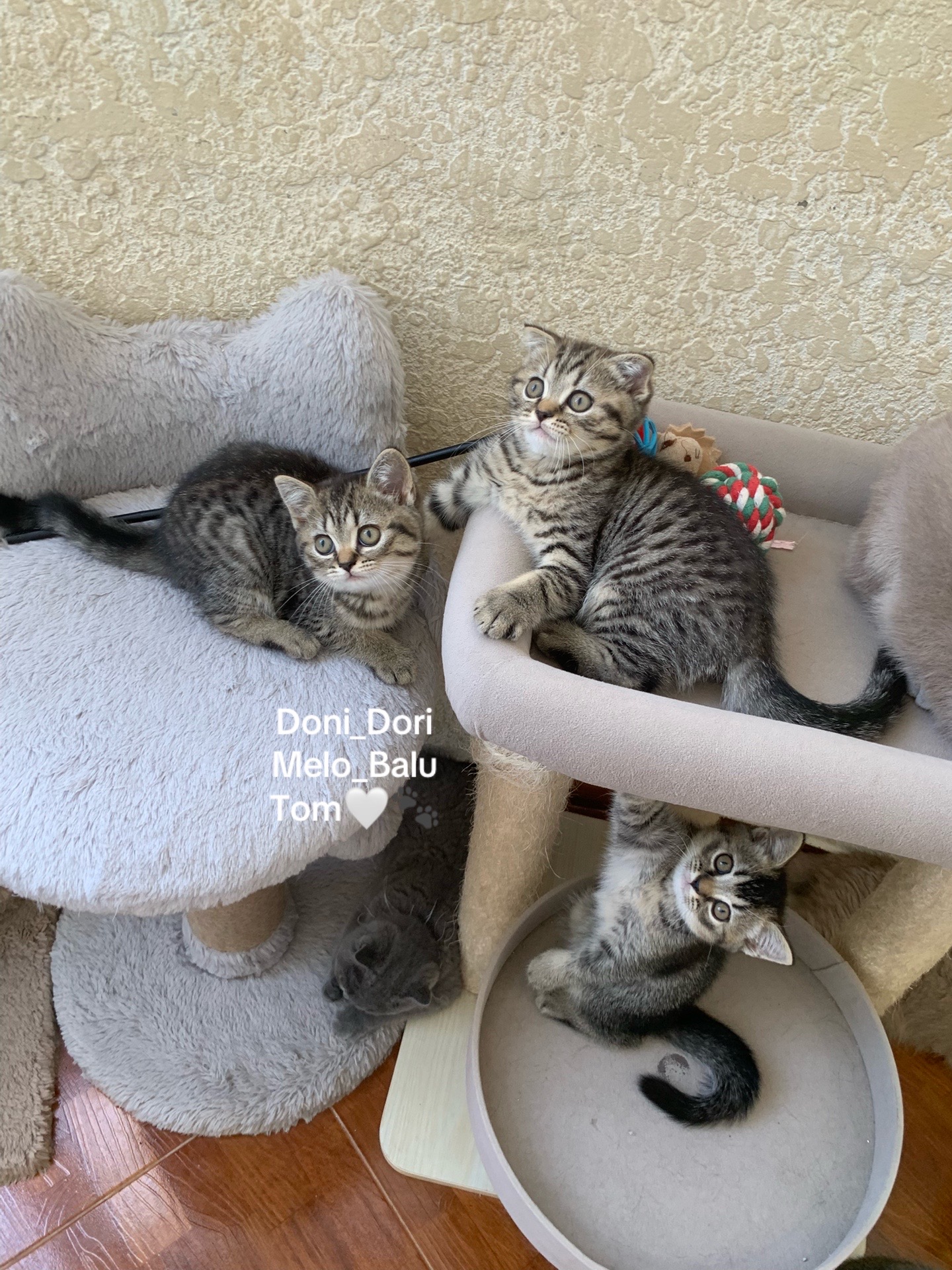 @doni_dori_melo_balu🤍🐾