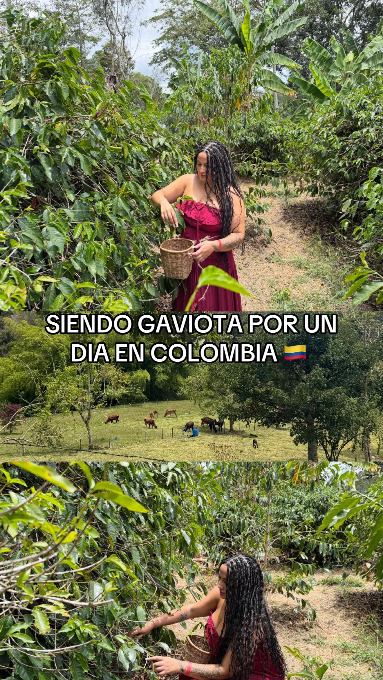 @Anaida