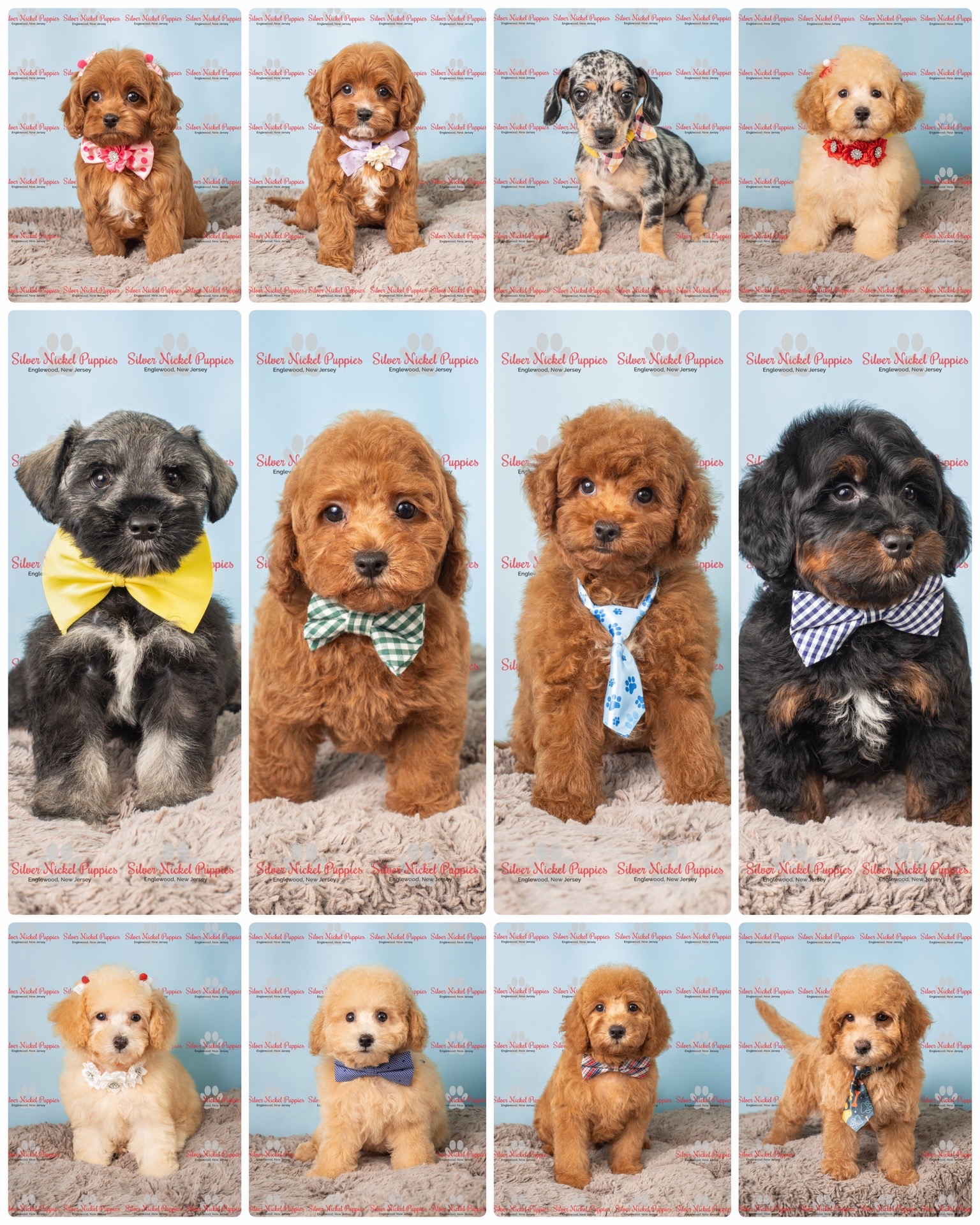 @Silver Nickel Puppies