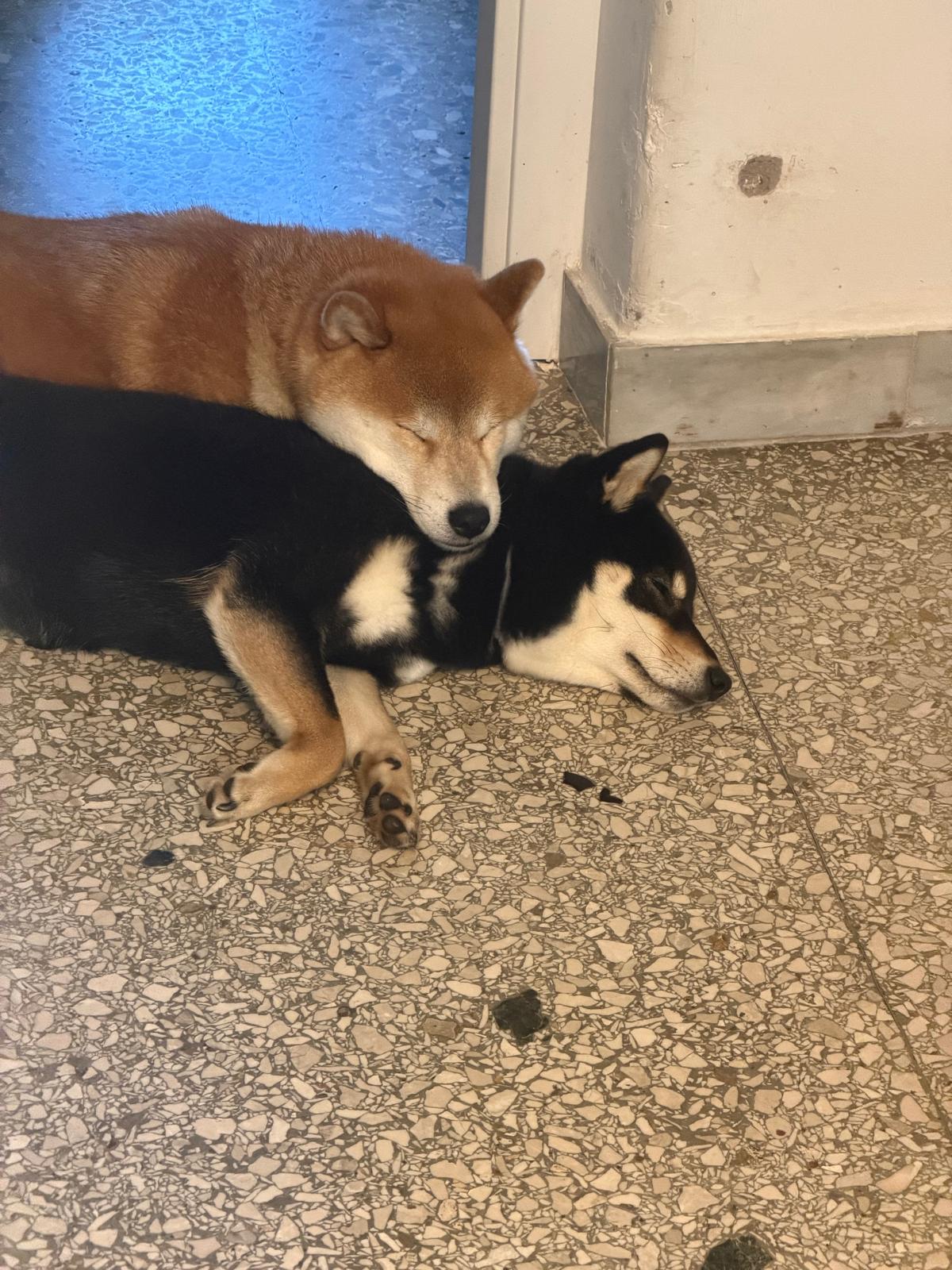 @Mochi Shiba Inu di E.Brignone