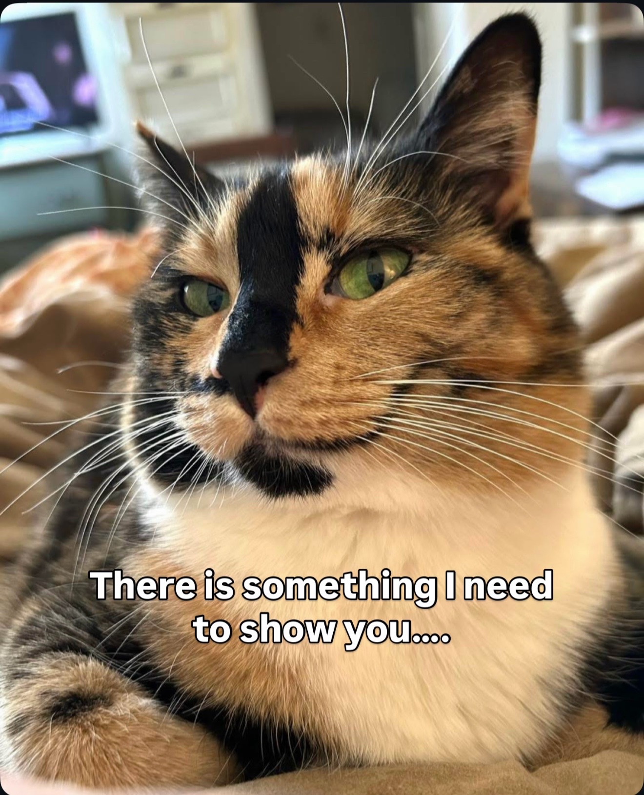 @SnickersTheSmilingCat