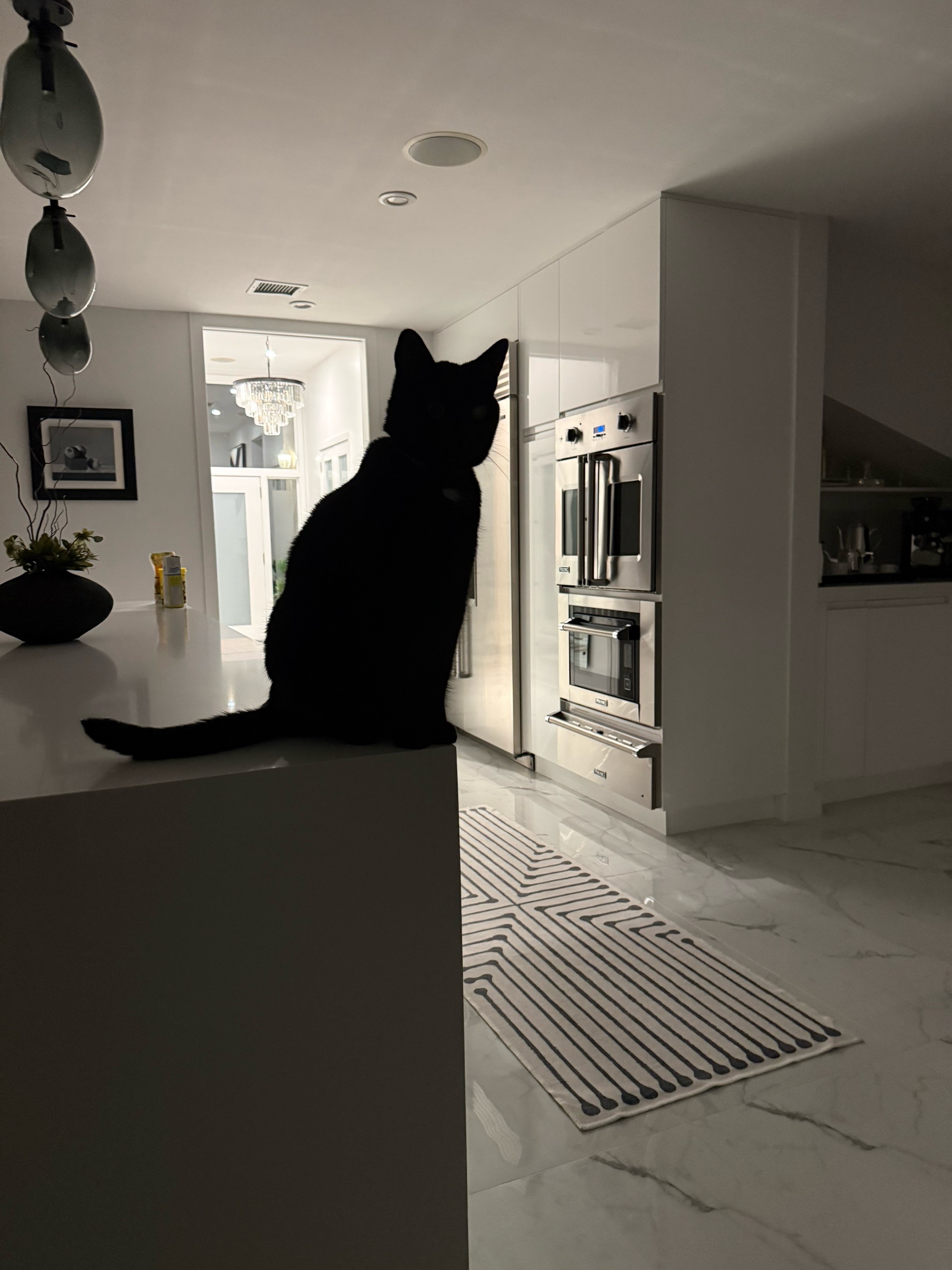 @Oscar Jeremy the cat!