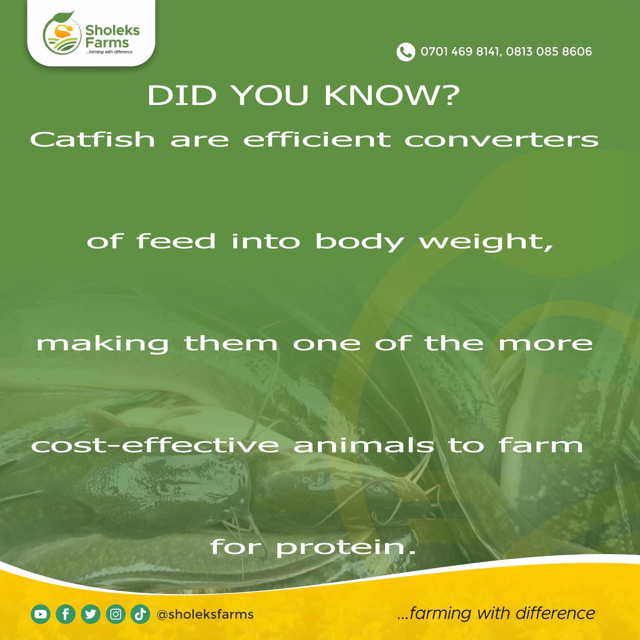 @Sholeks Farms +2347014698141
