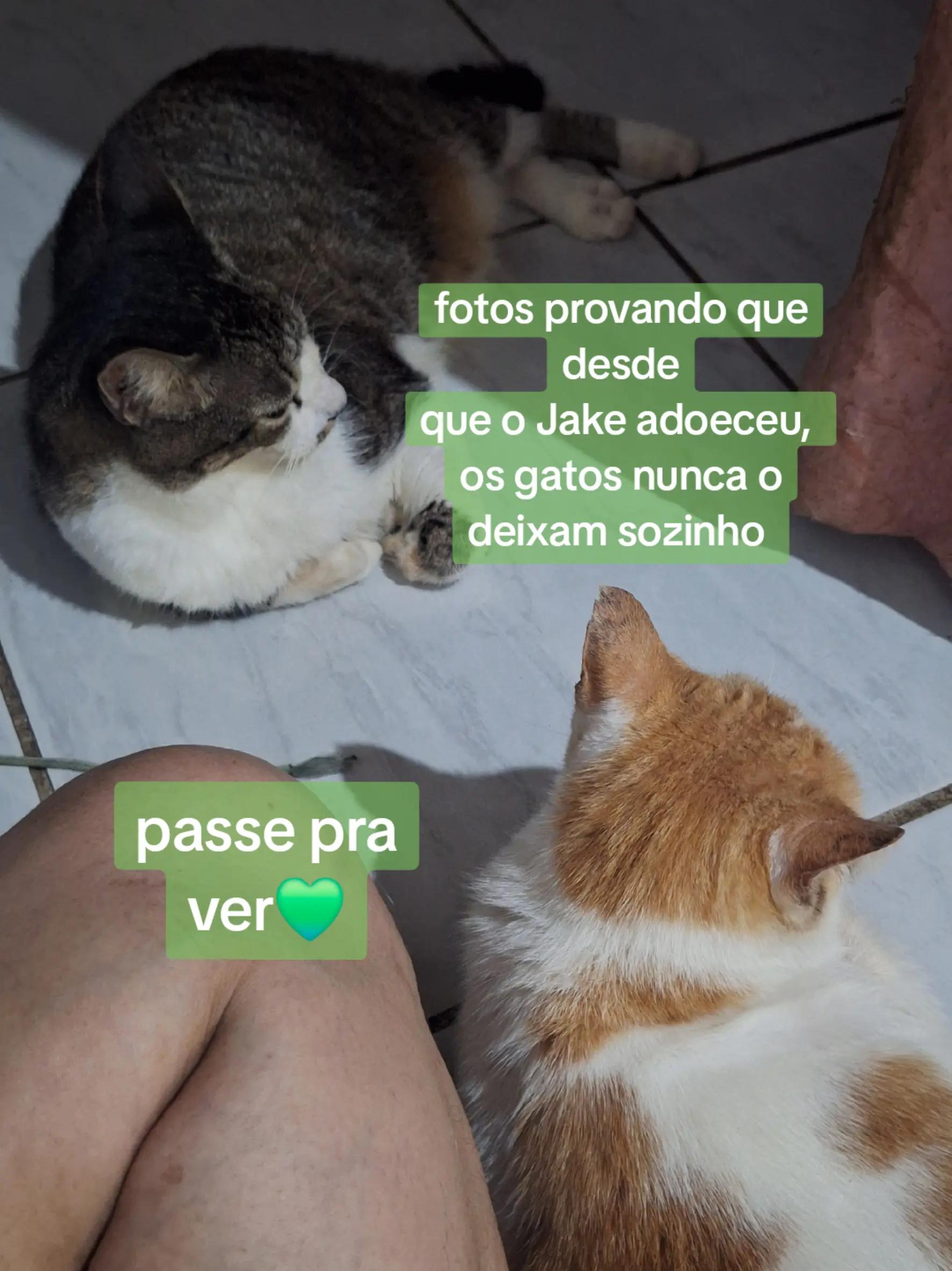 @casa dos gatos