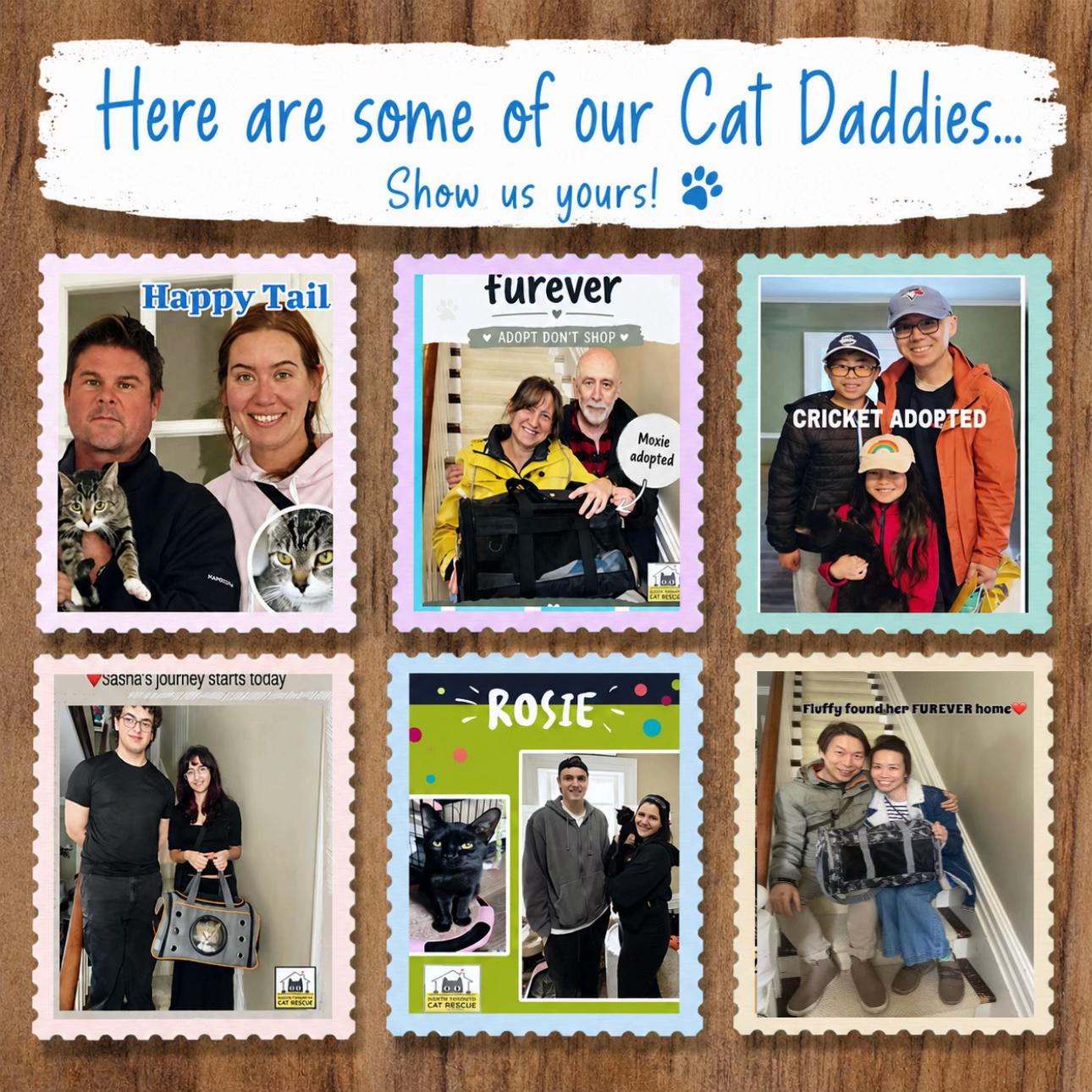 @North Toronto Cat Rescue