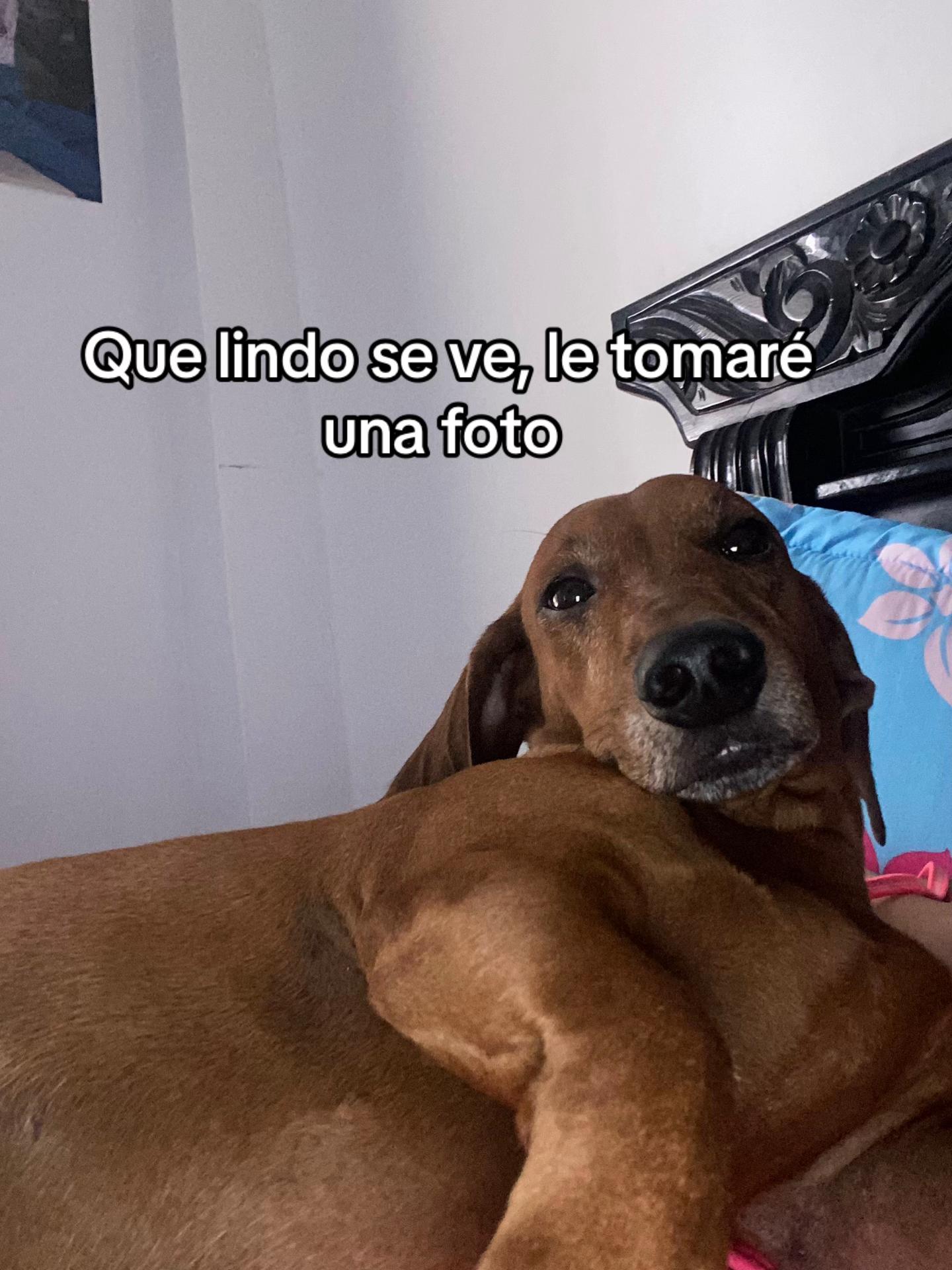 @Danii