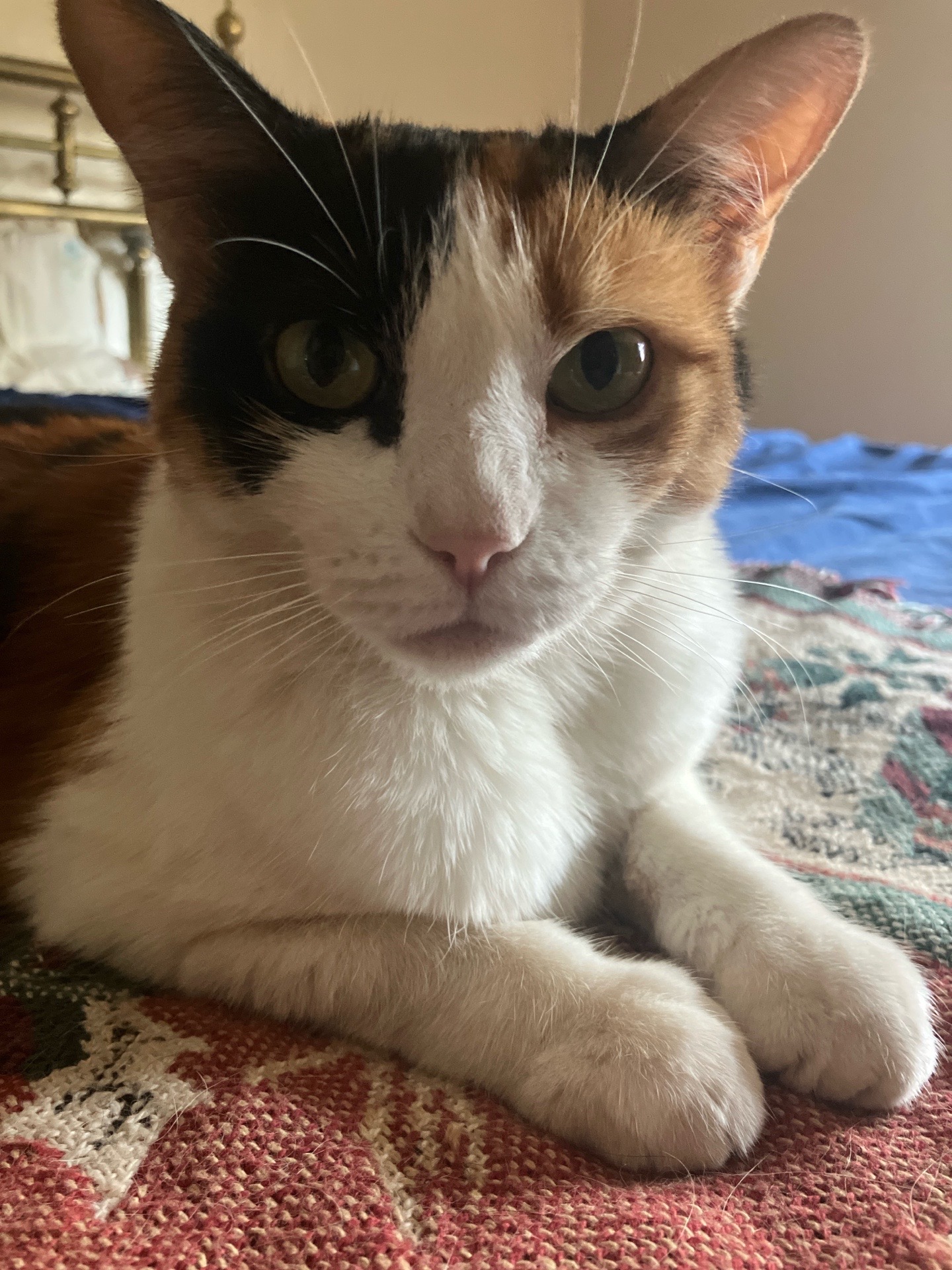 @sweetiethecalicocat