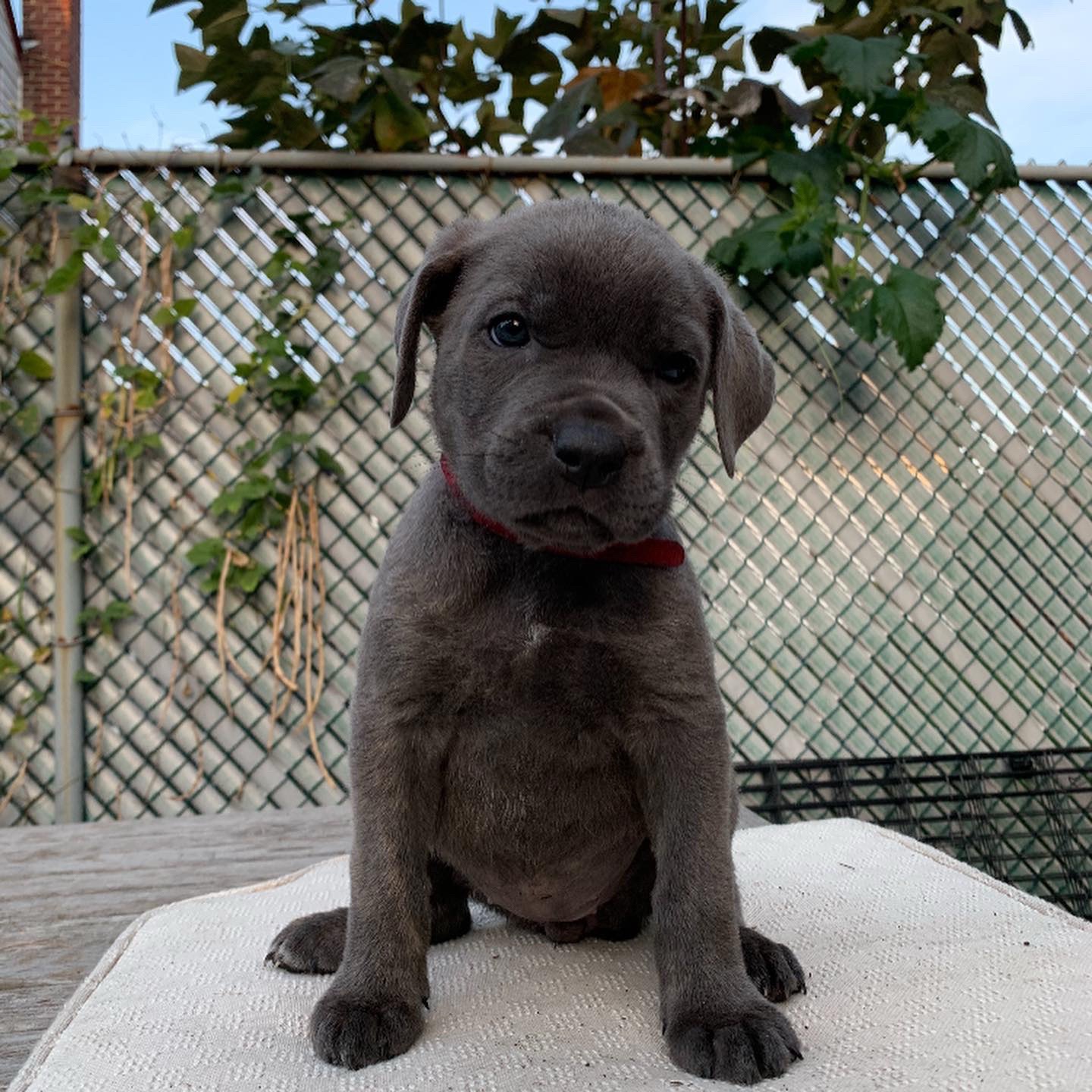 @Heart Land Cane Corso kennels