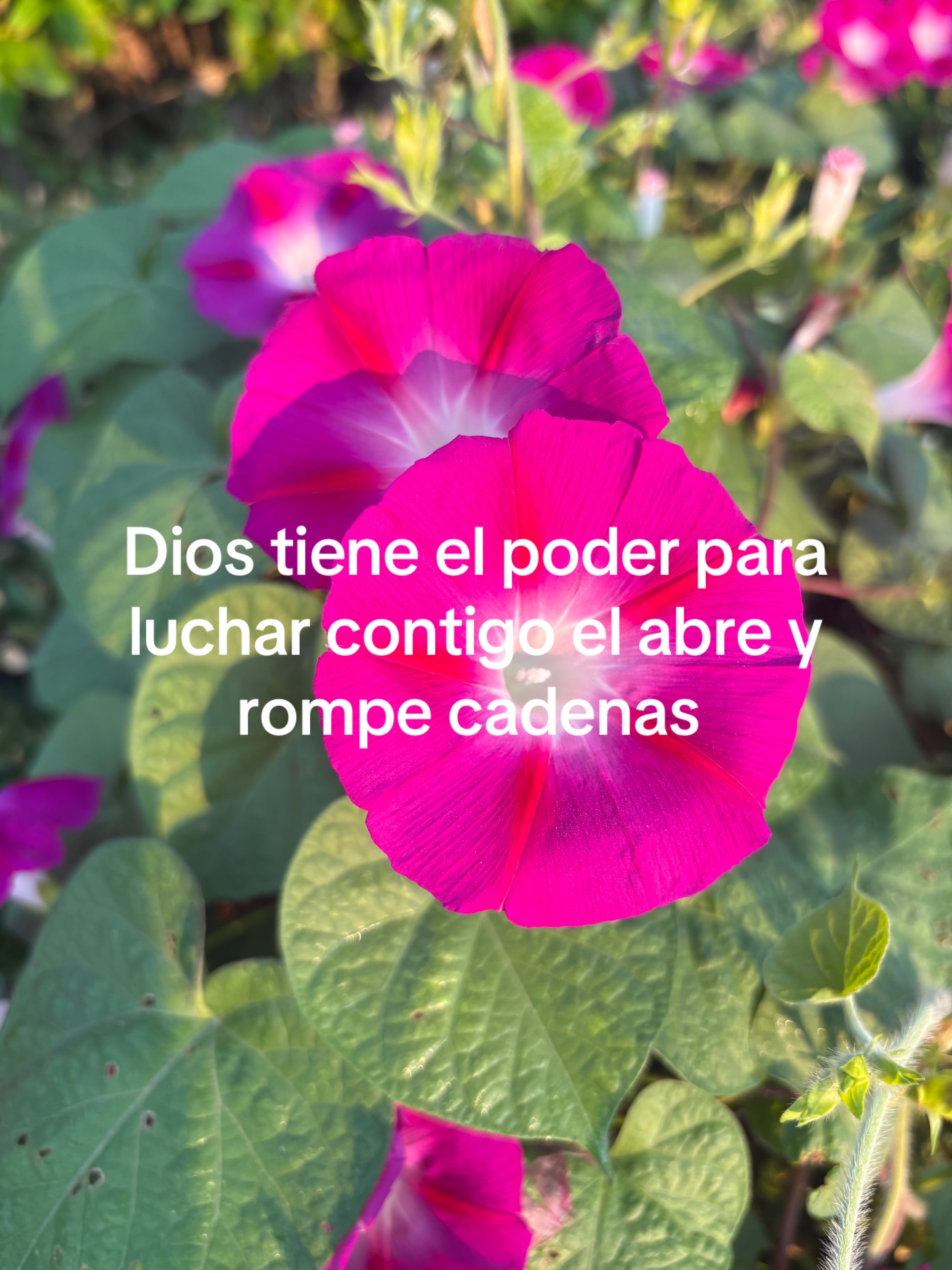 @Araceli vences