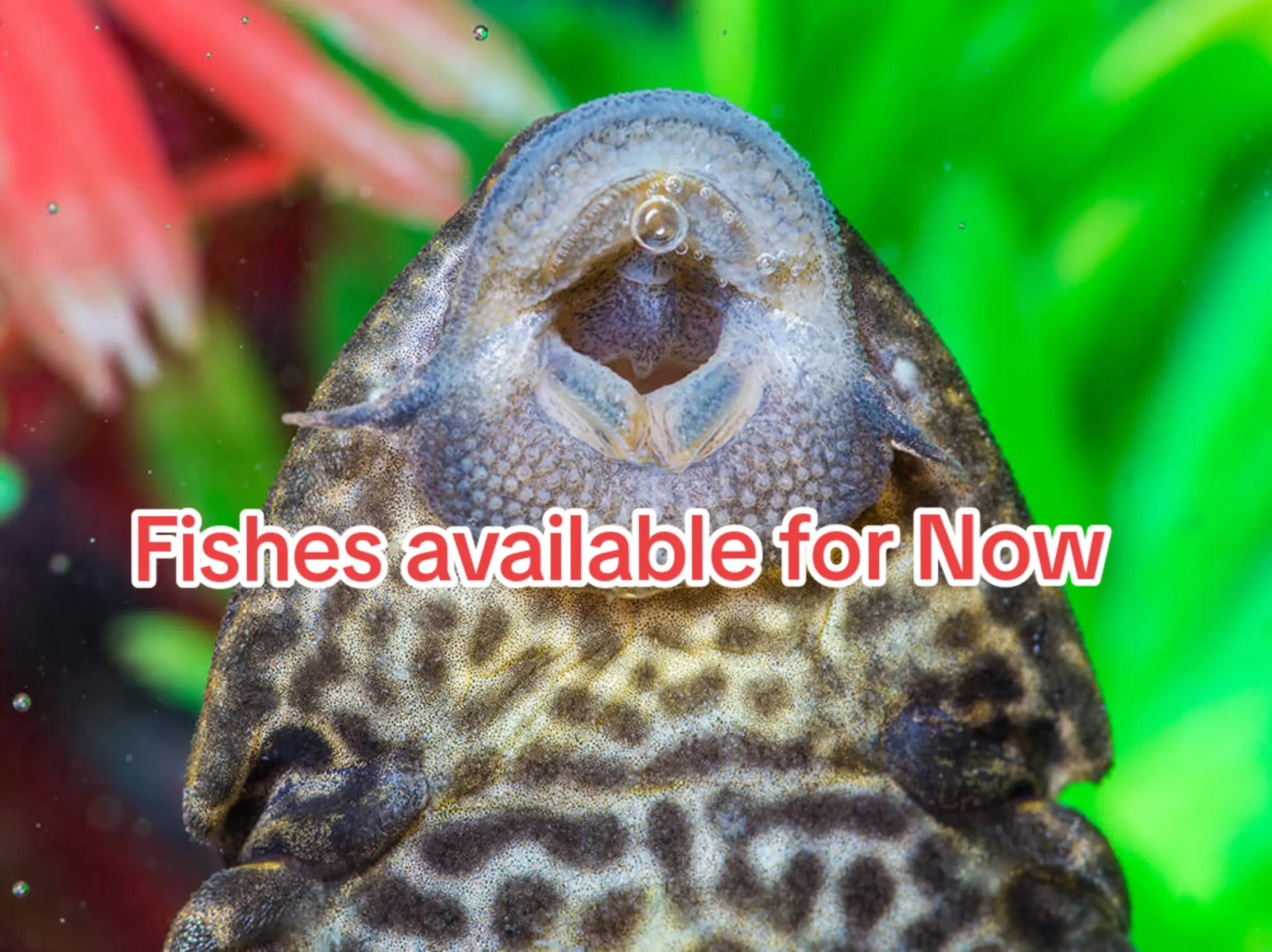 @aquadesire2🐠🐠