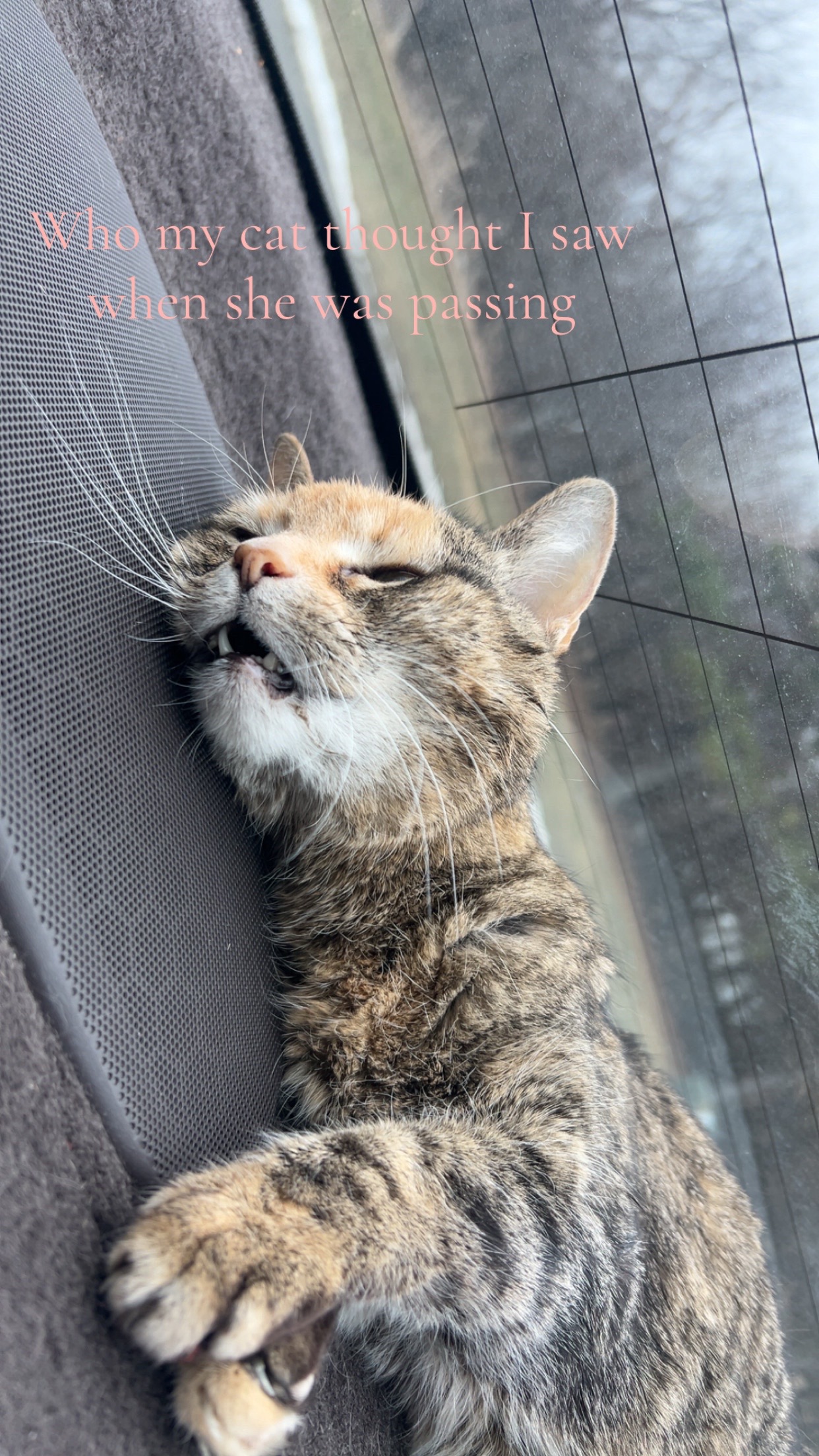 @🐈&zwj;⬛