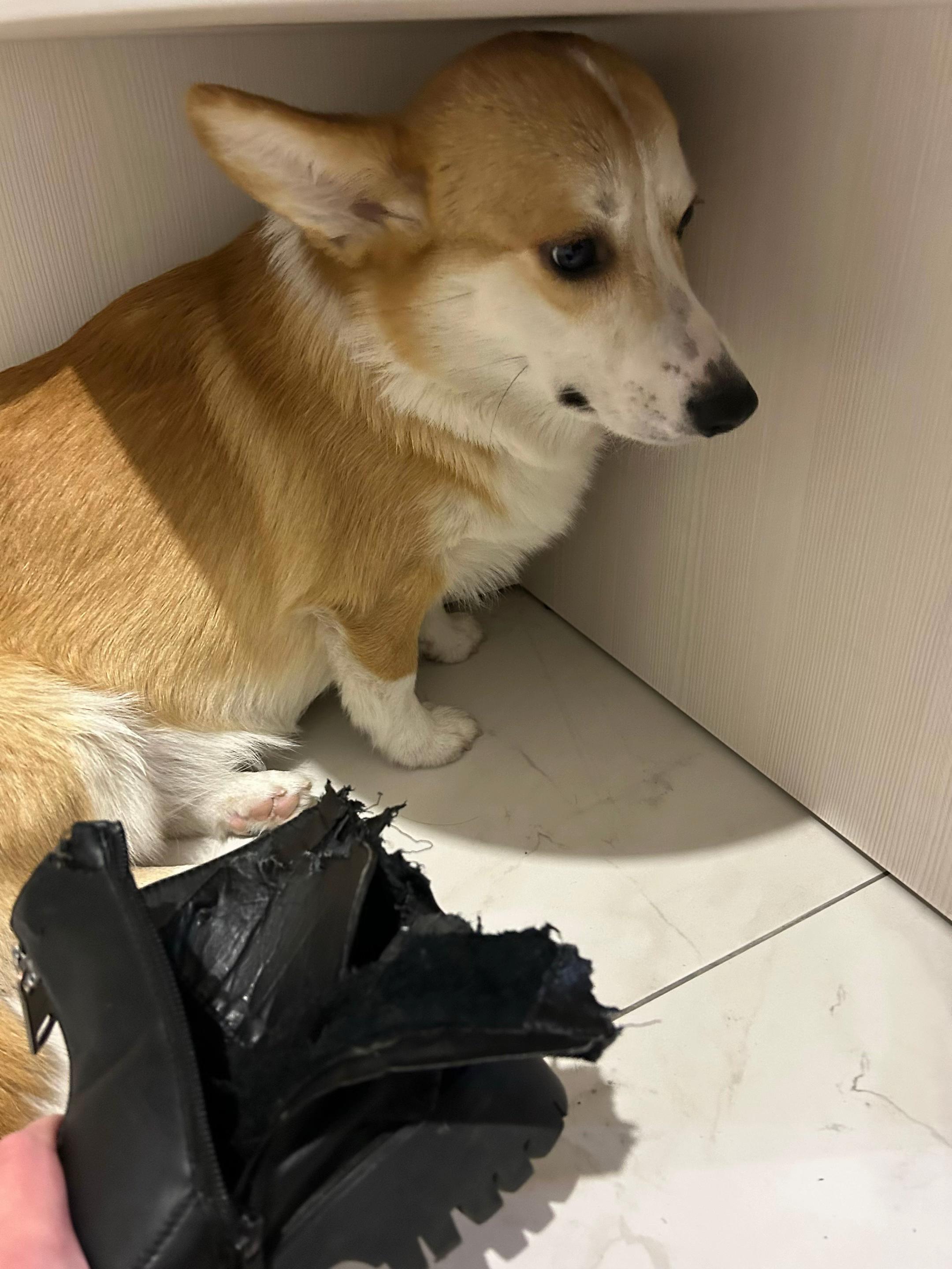 @corgimom.alntz