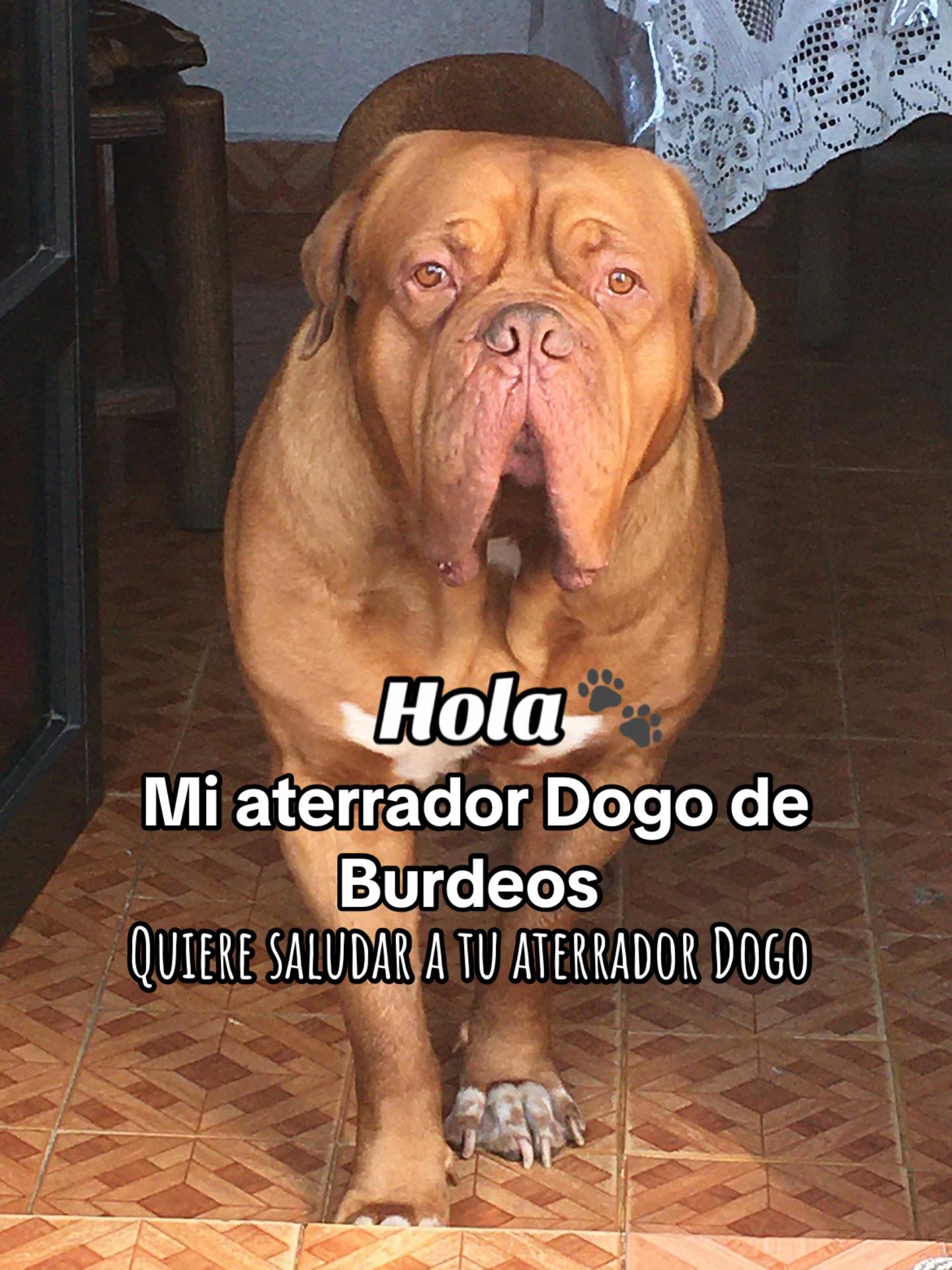 @Gaston el cachorro