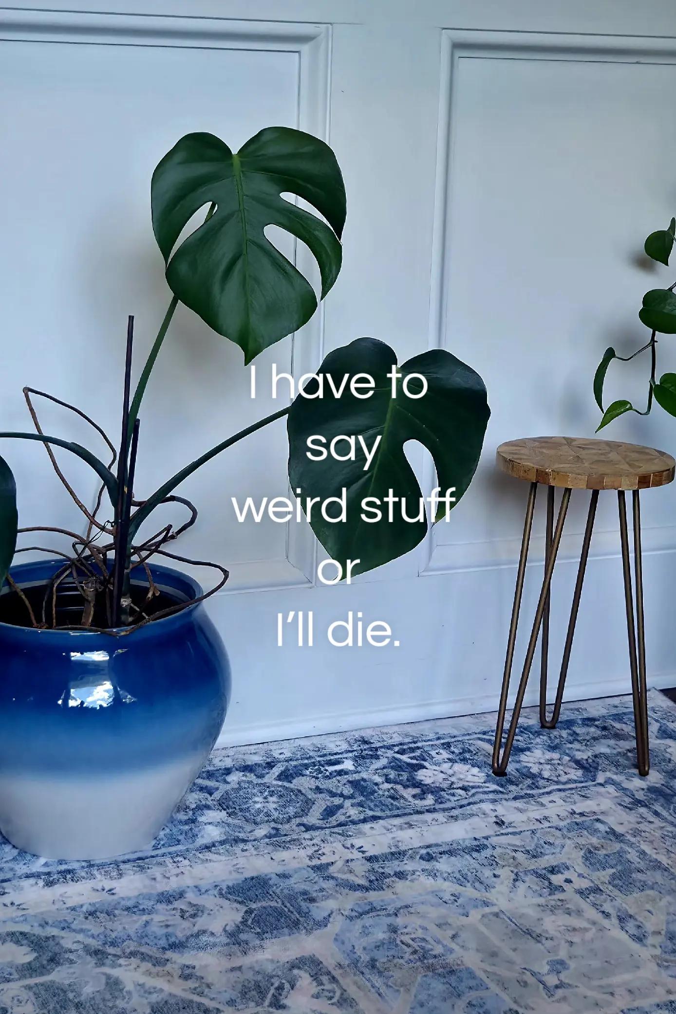 @LuLu