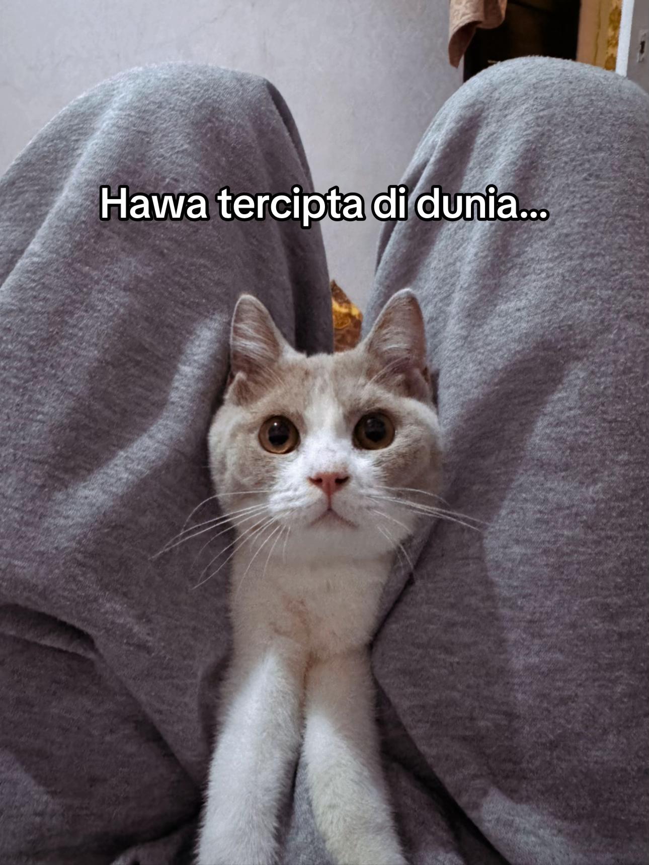 @HAMSKY