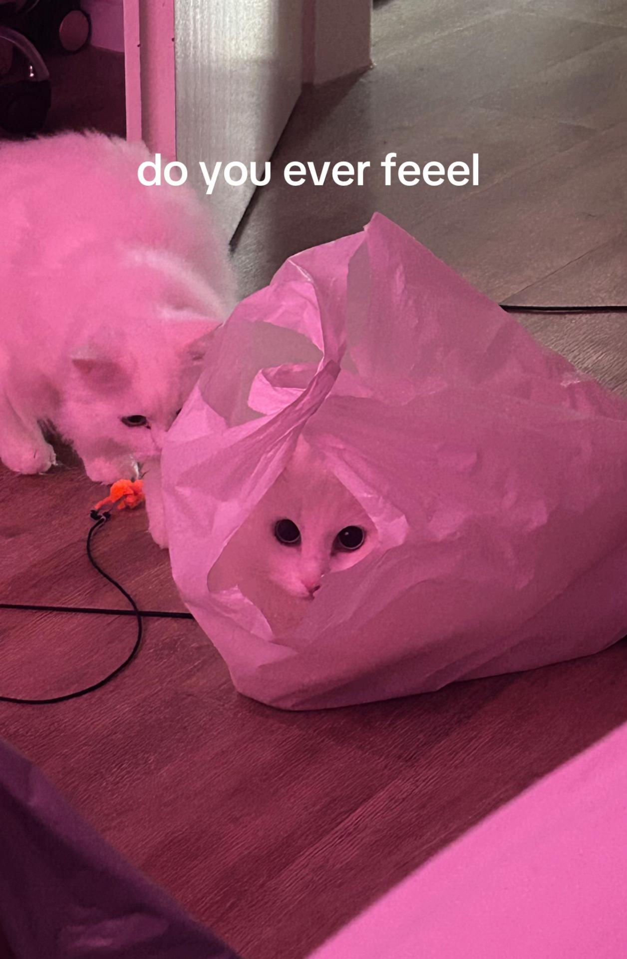 @๐ถ๐๐๐ถ๐ชฝ