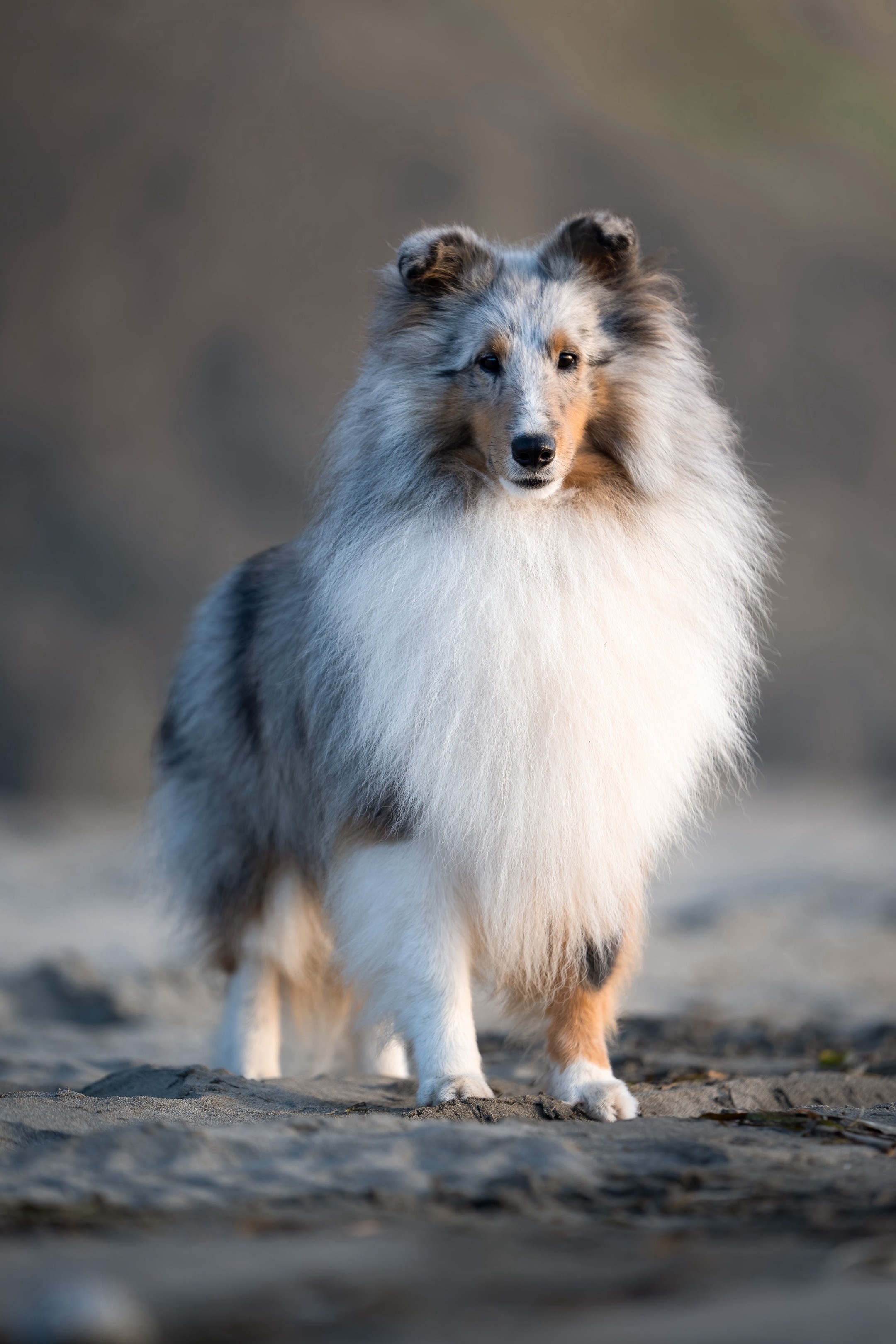 @Heather Discovery Canine Adv.