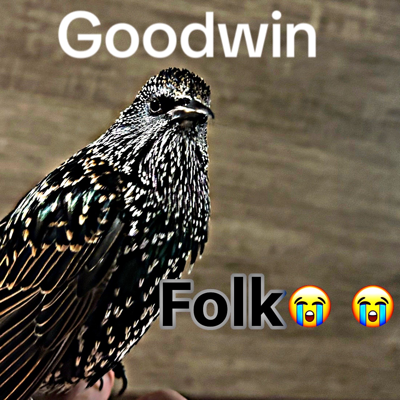 @Tennis_bird