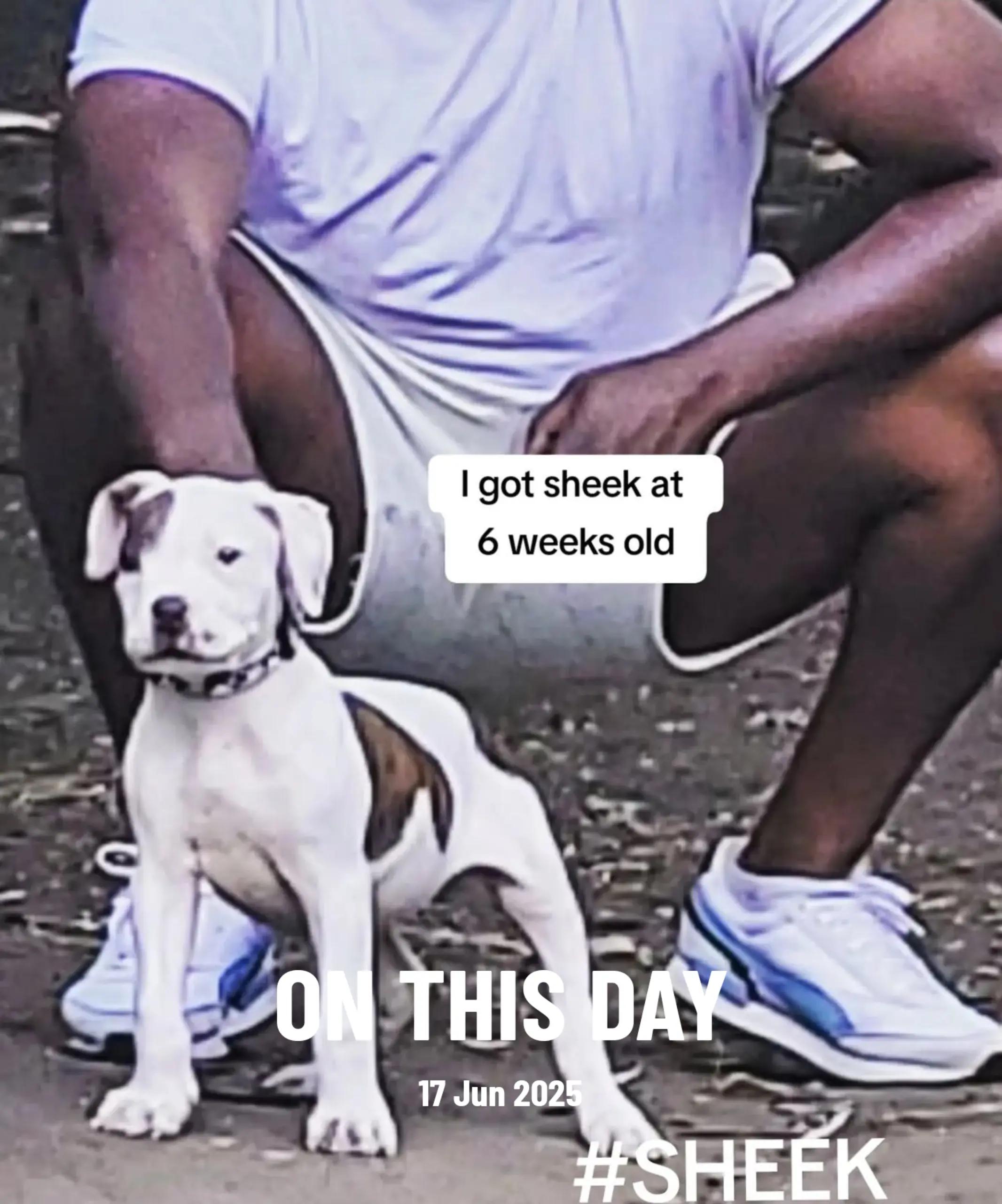 @Sheek