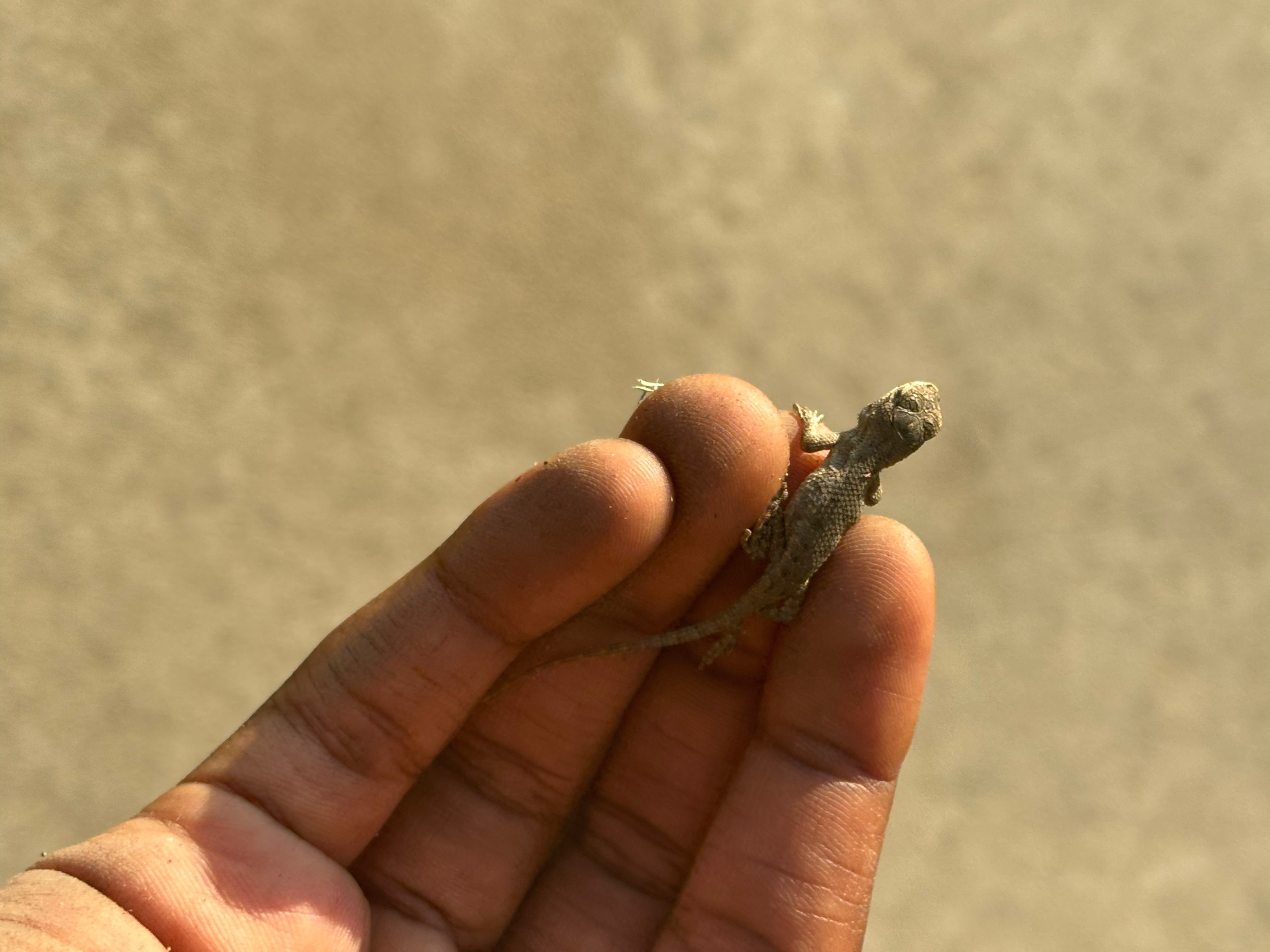 @reptileguyat