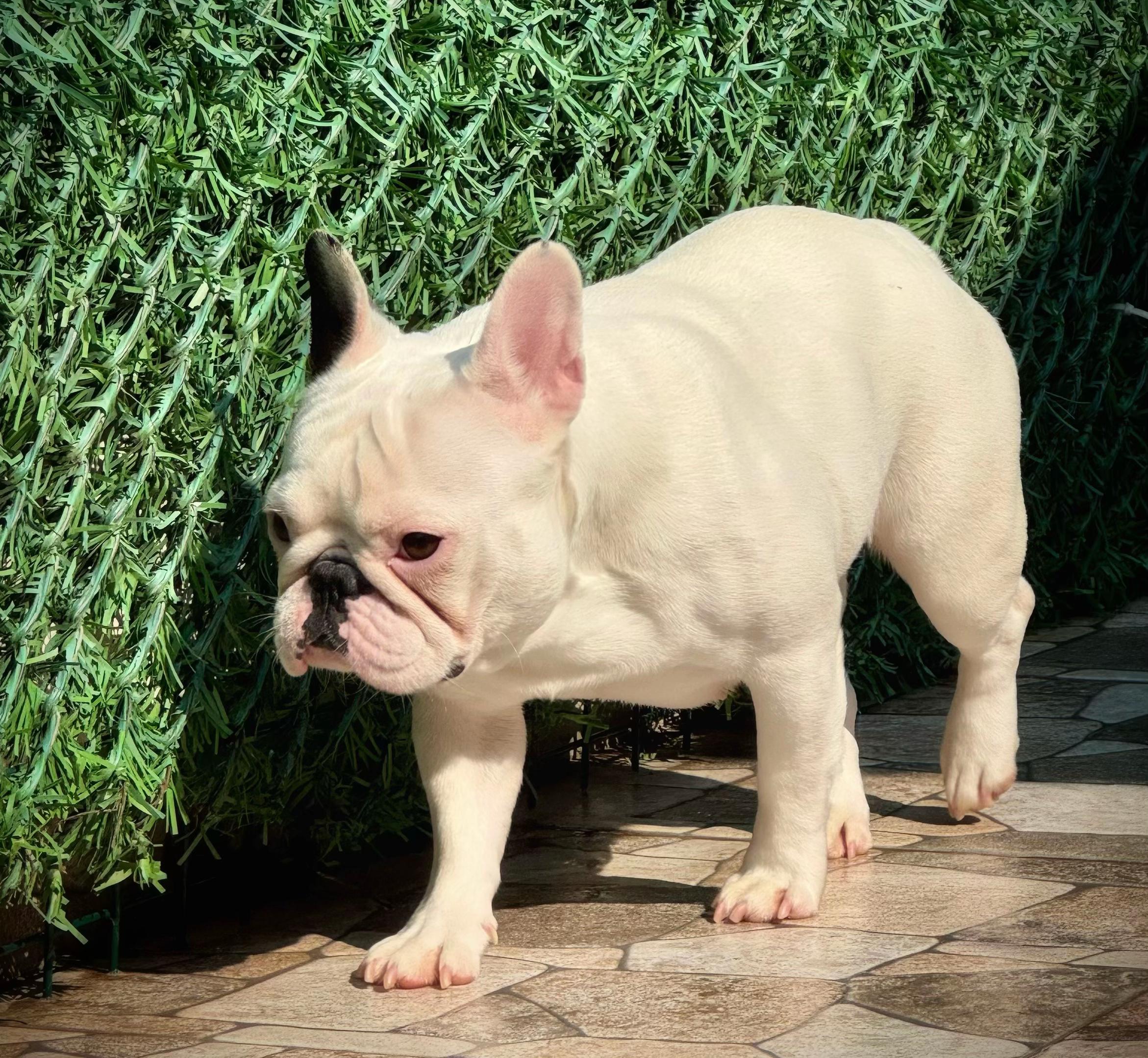 @Bosphorus Bulls French Bulldog