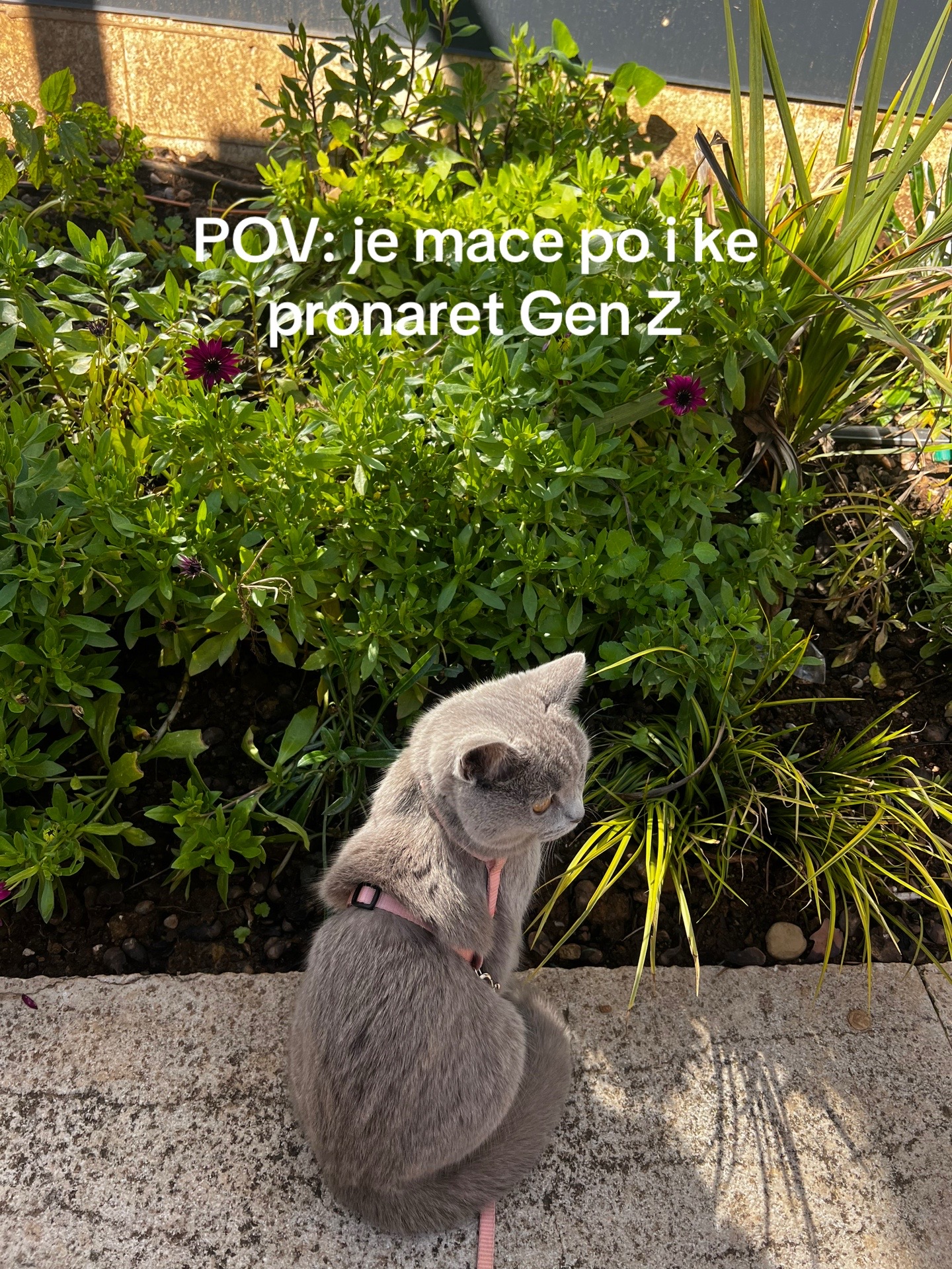 @matchaathecat