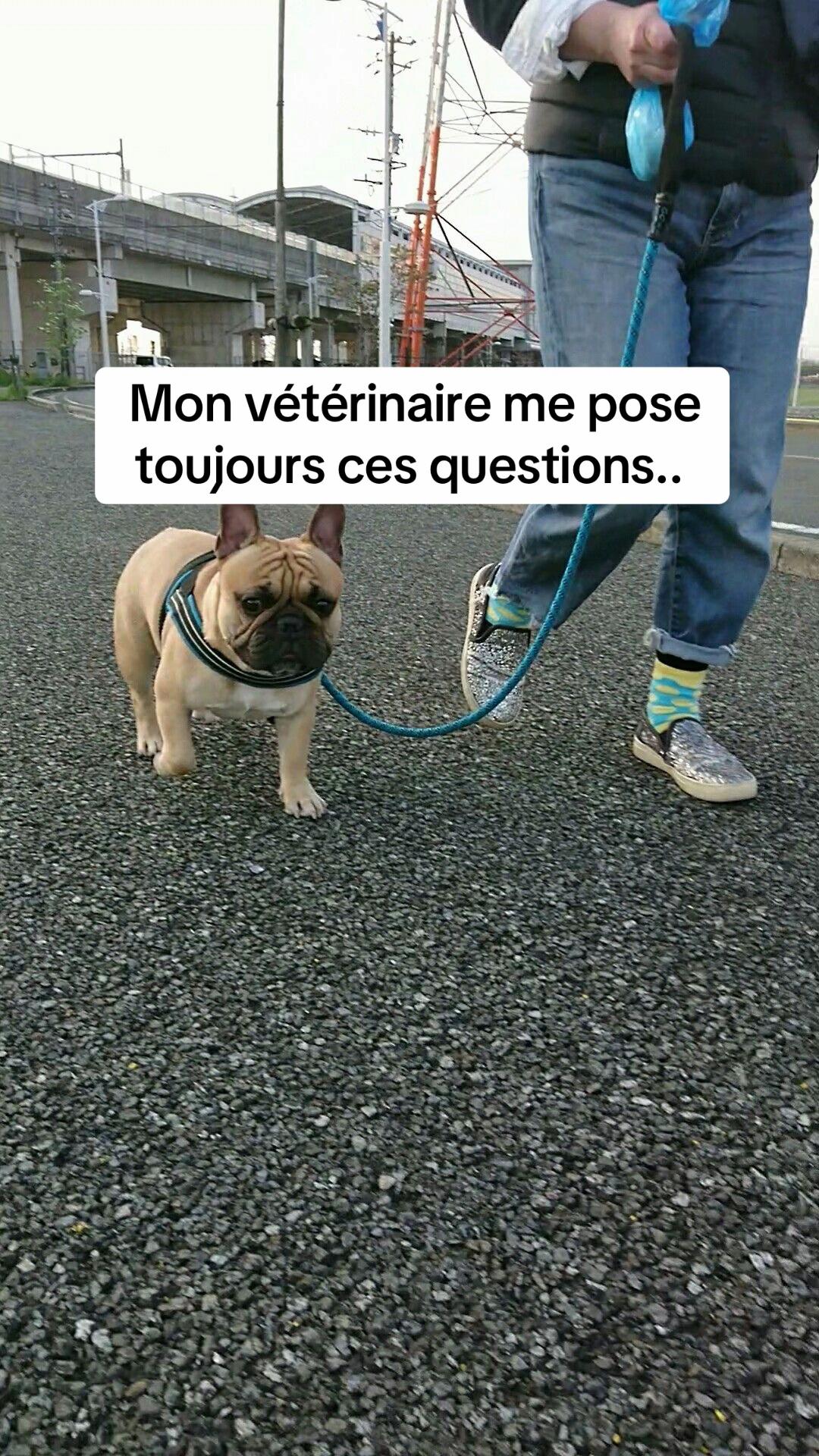 @Sunny Le Frenchie 🐾🌞