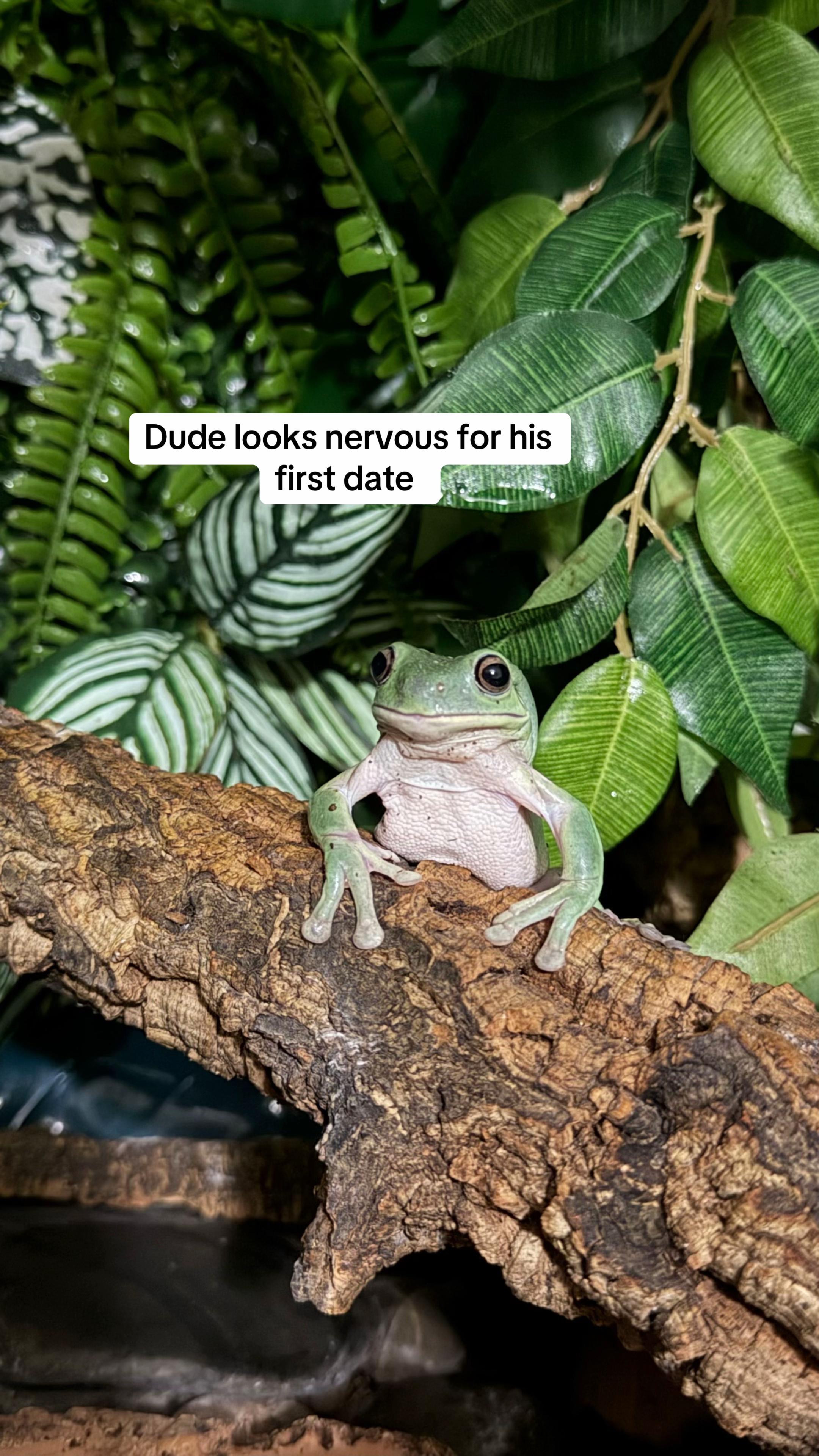 @frogsandoddities