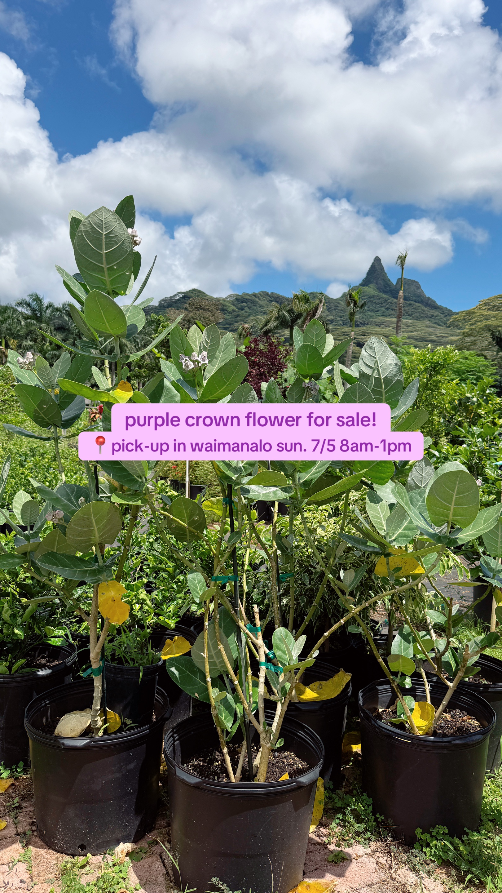 @plantedbymal 🌺