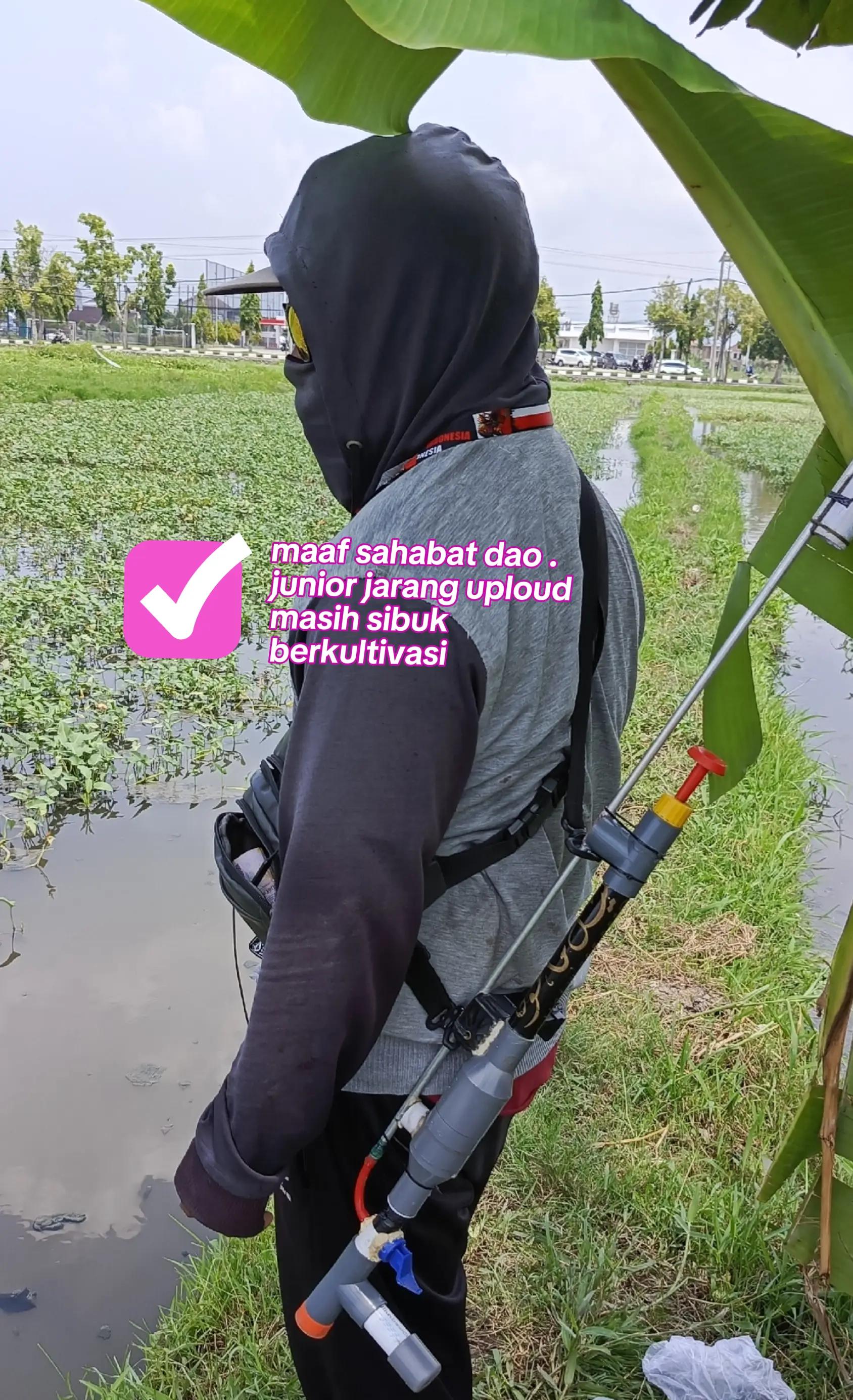 @Suarrez Master Kangkung