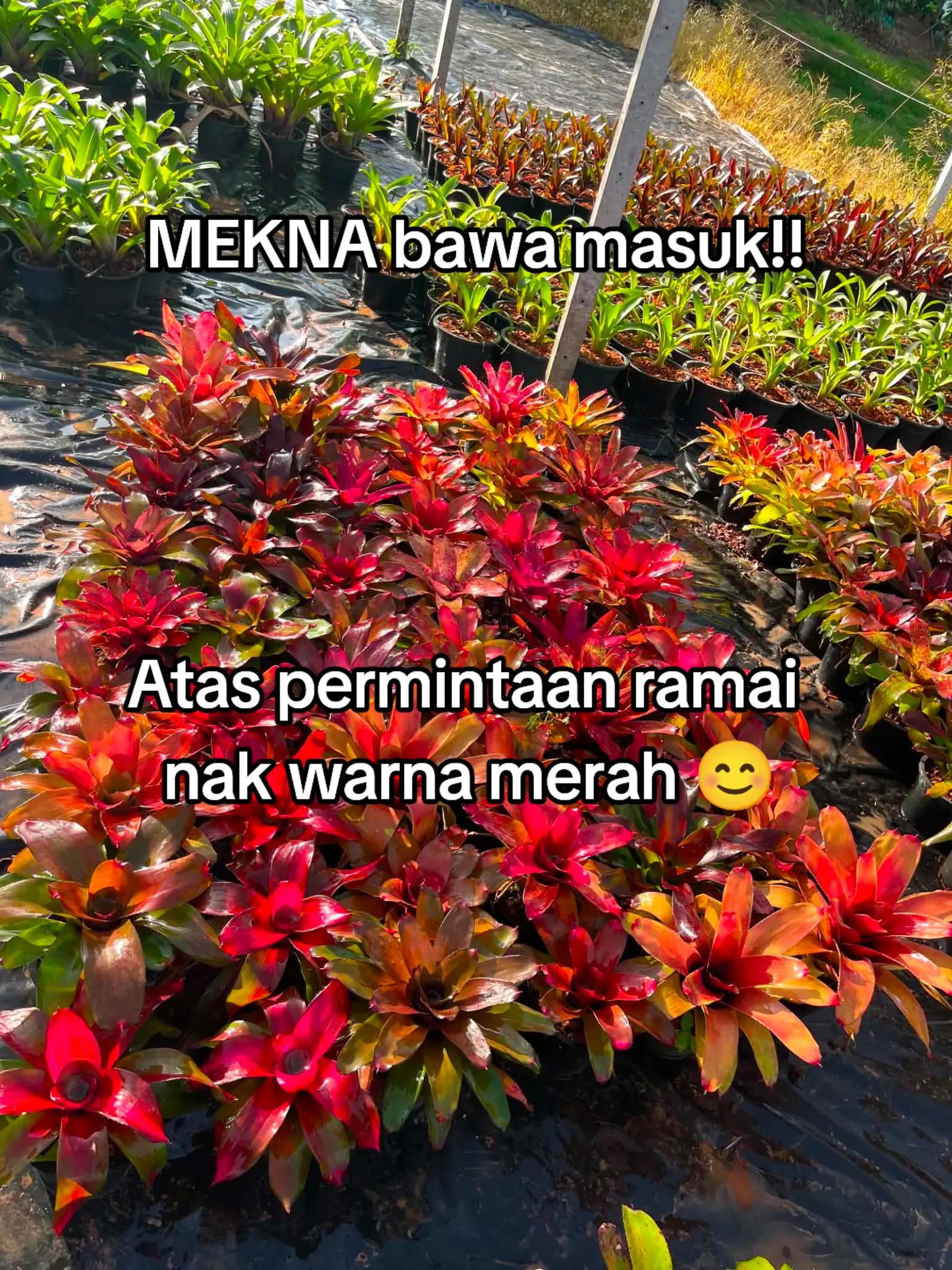 @MEKNA Garden