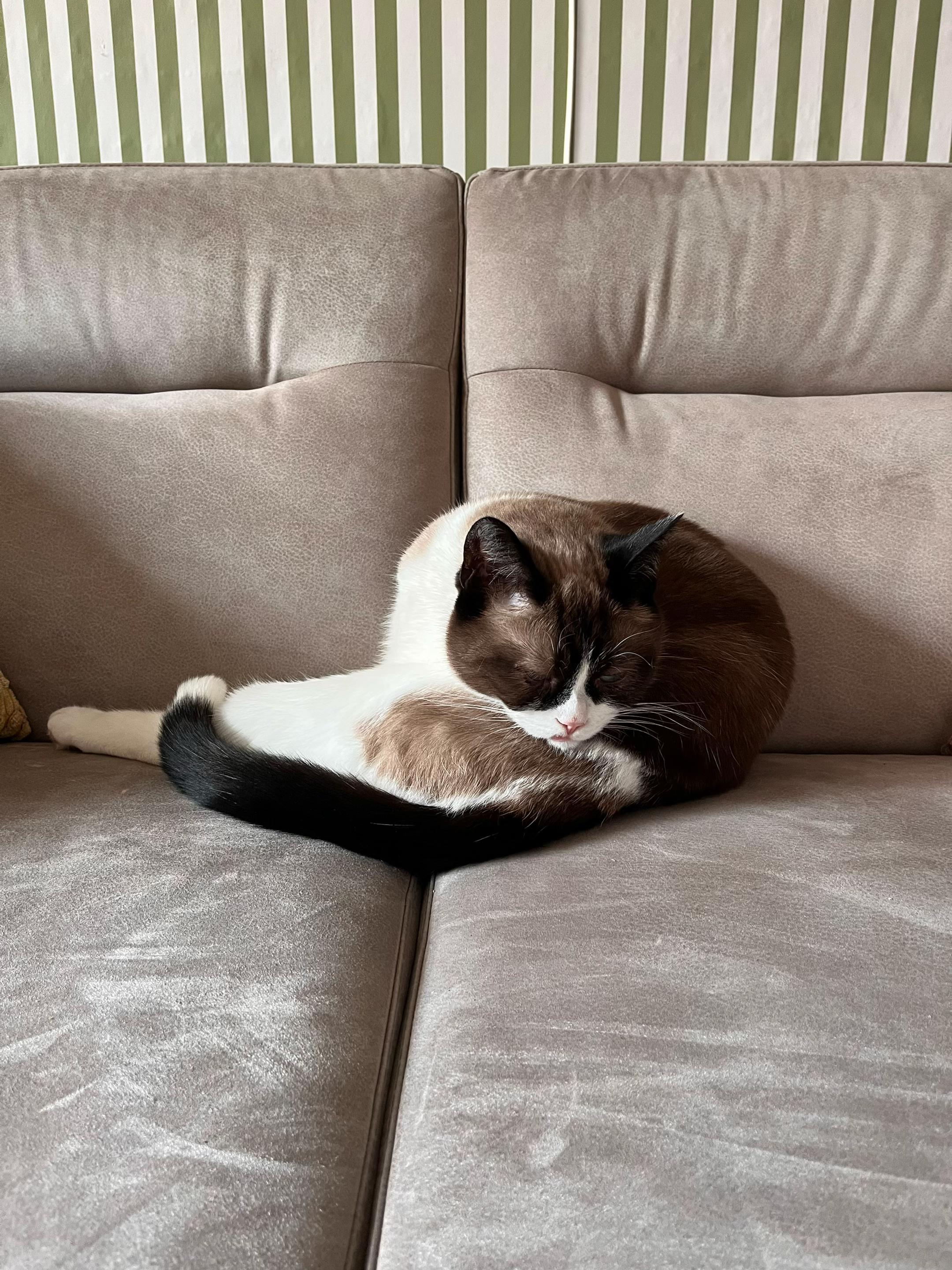 @grumpycattommyandfriends