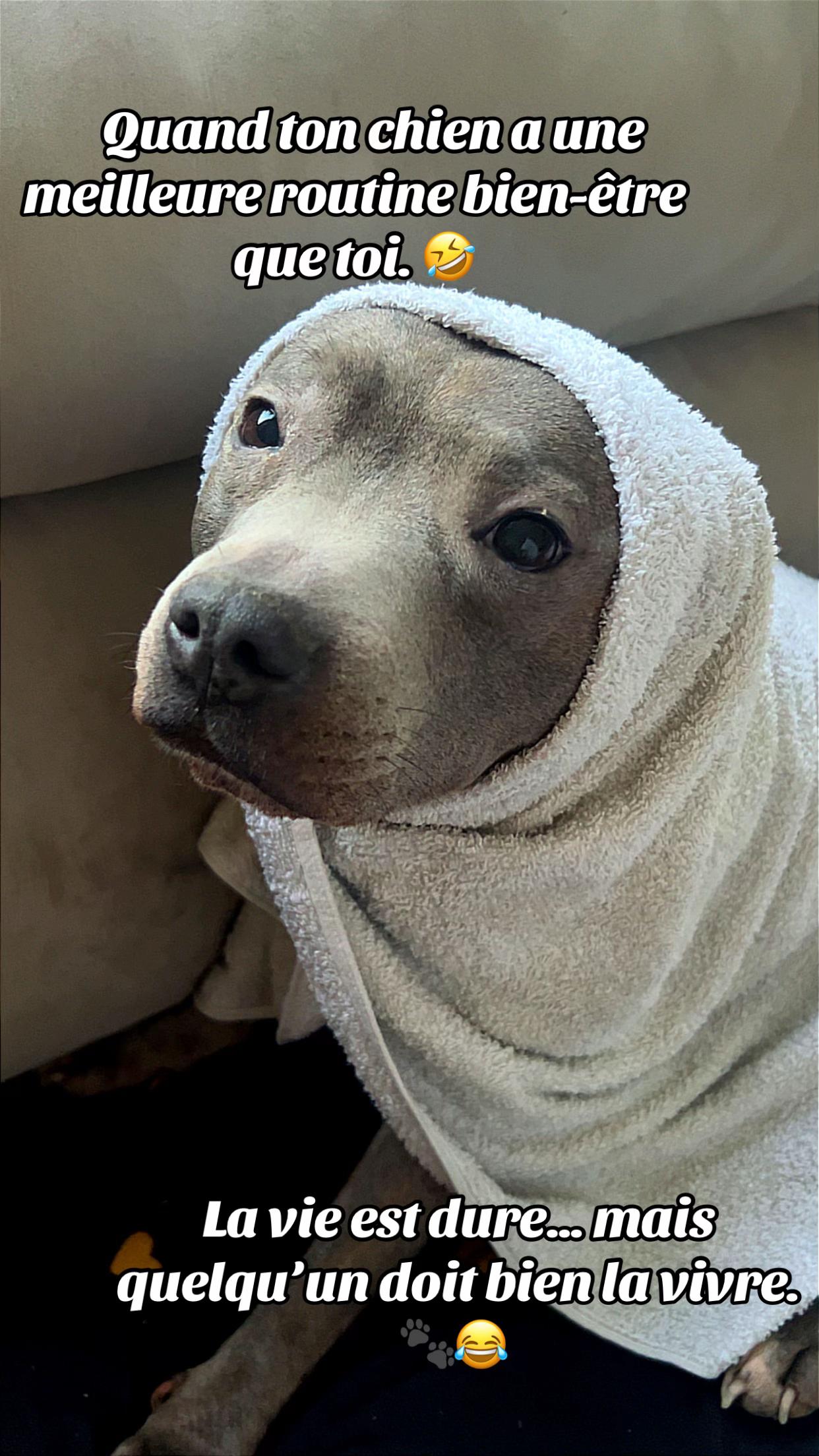 @rubylove_staffie94