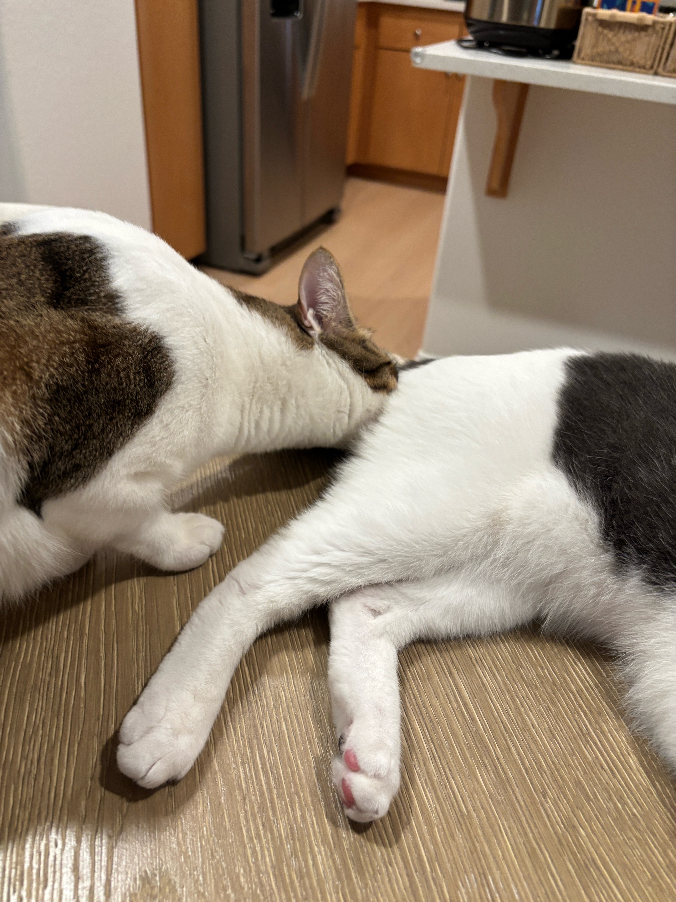 @Mimi Wawa Meow