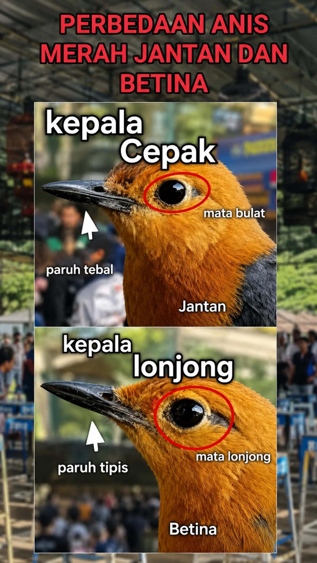 @fbkicaumania