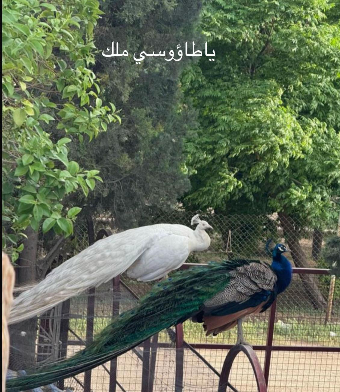@🥰😘🫶🏻leben