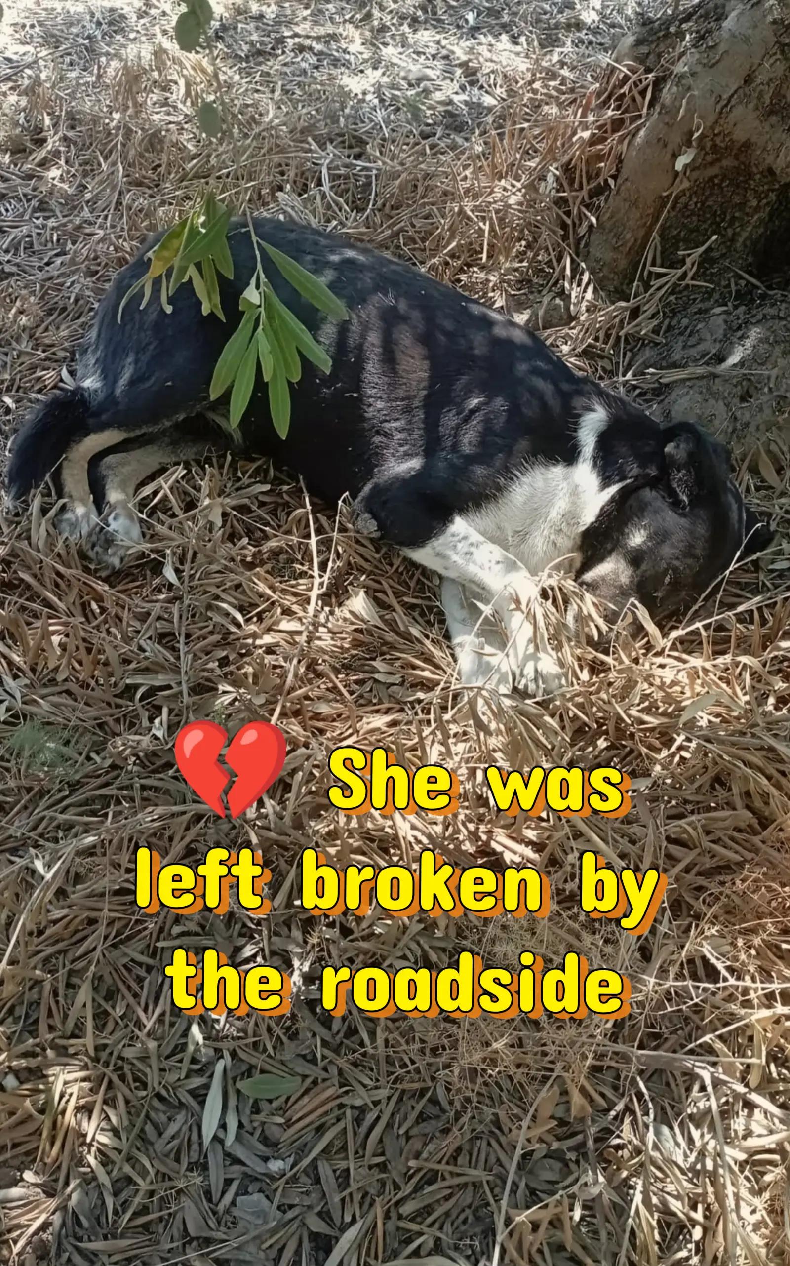 @Greek Animal Rescue