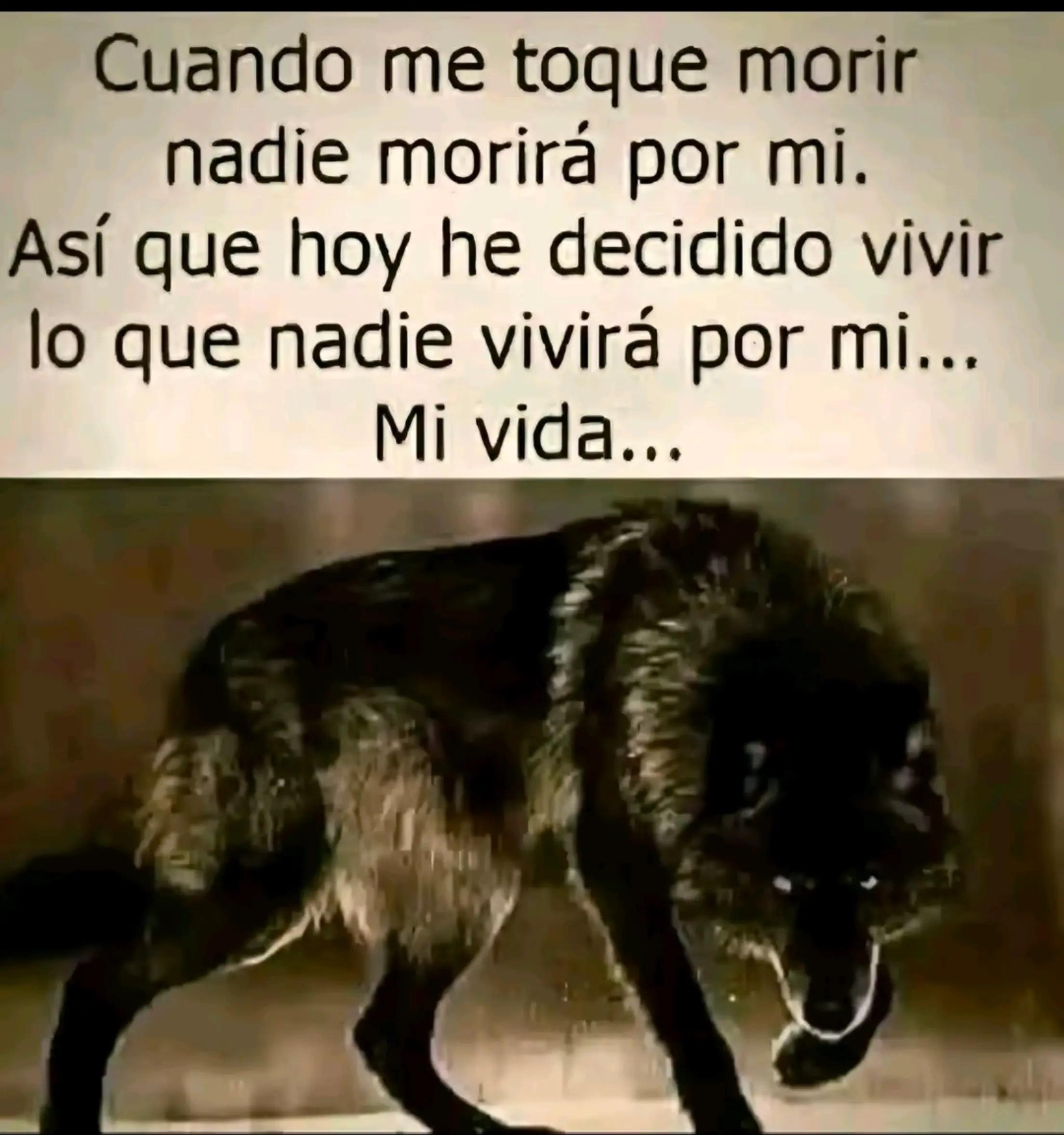 @Gaviota777