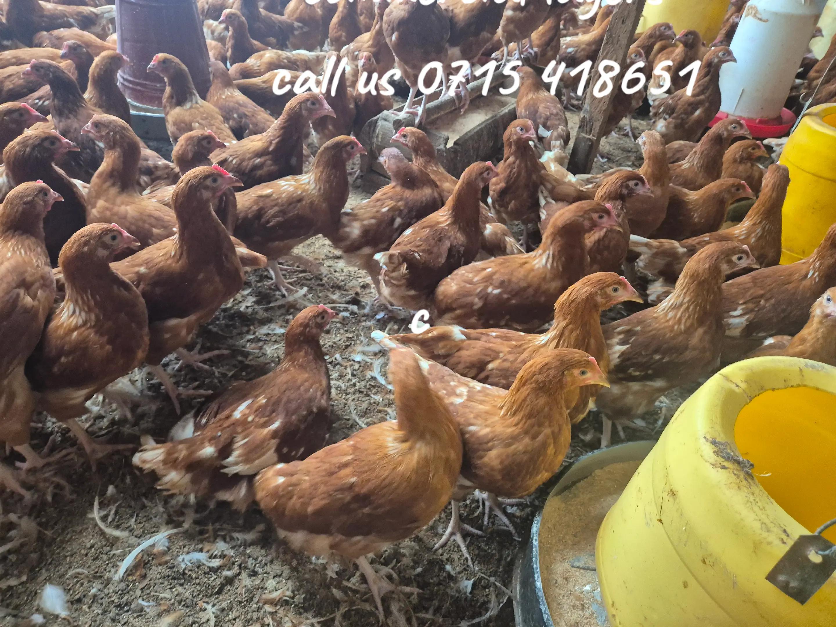@stepfarm