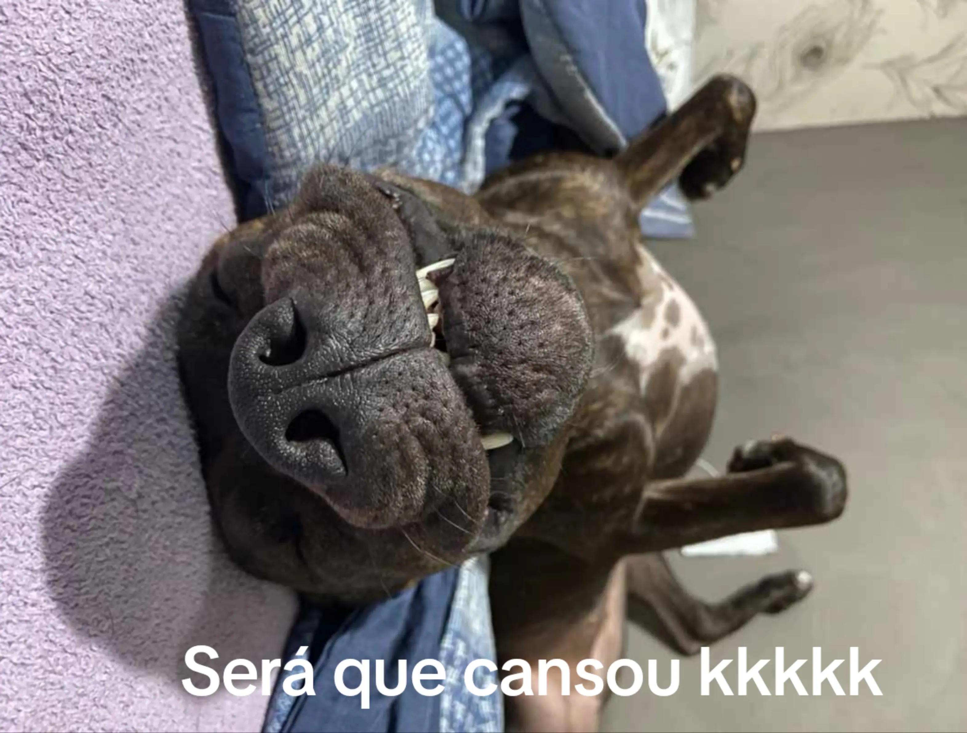 @Dryca