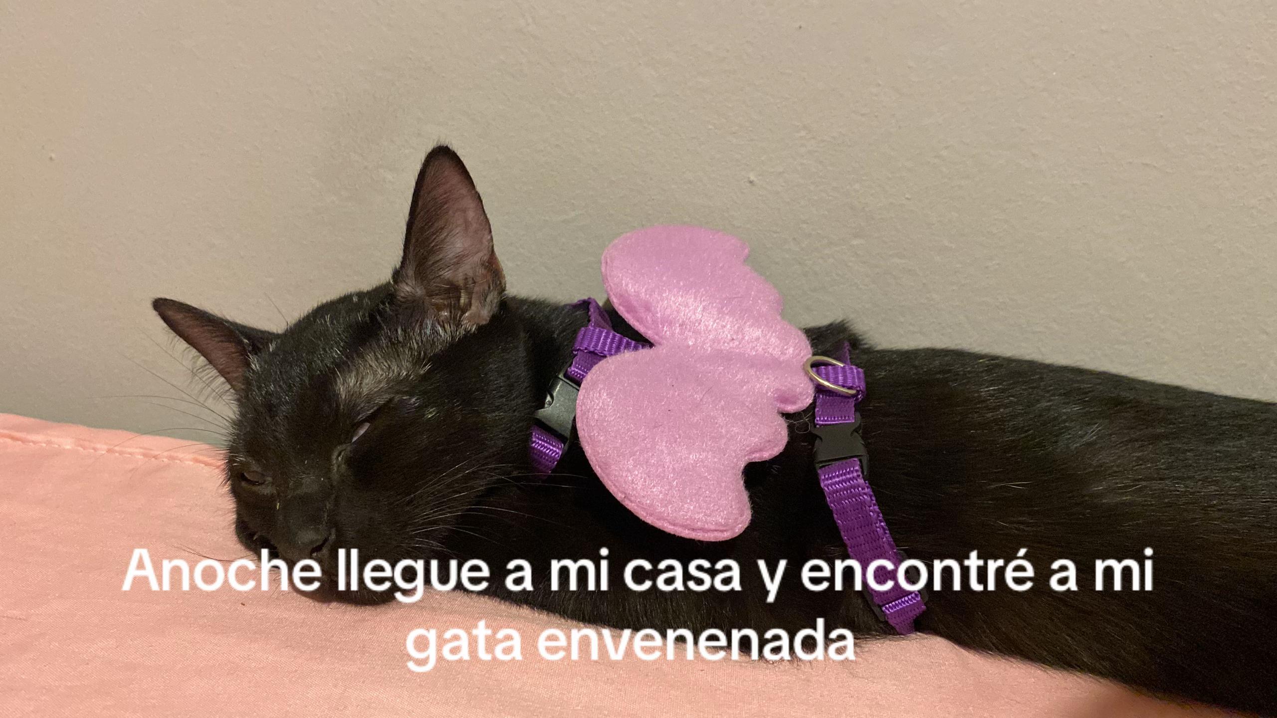 @valentinamansillaa