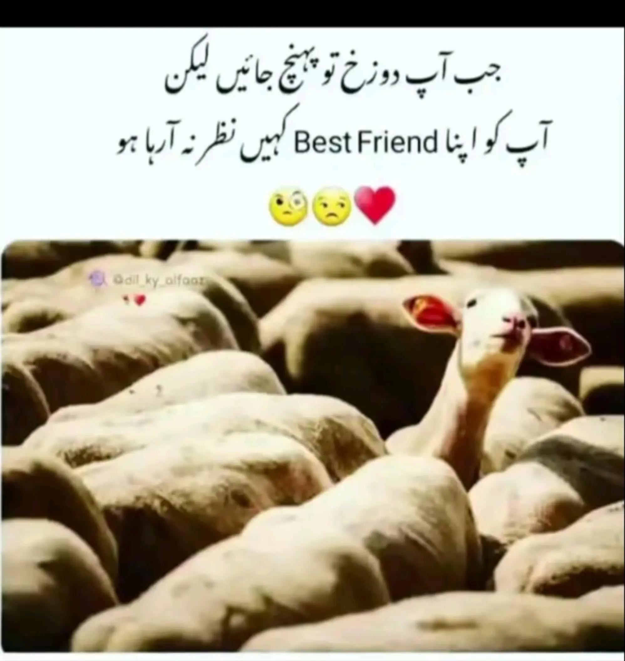 @میاں صاحب ❤️❤️