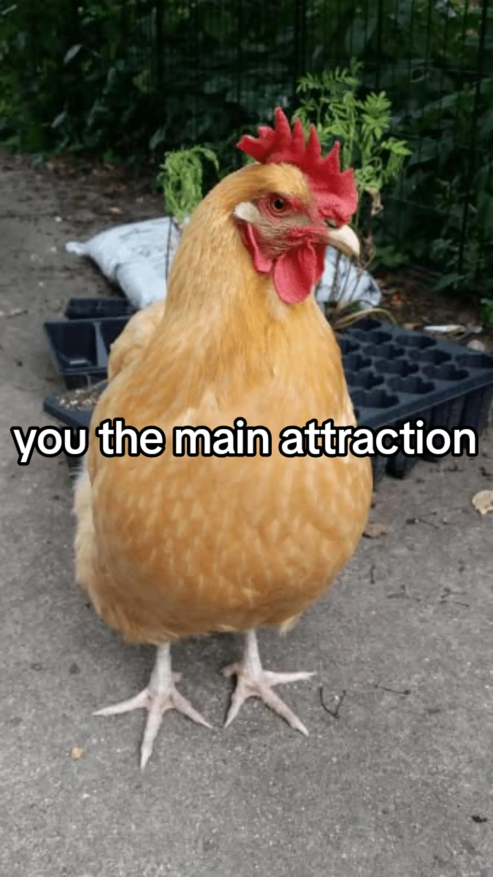 @pooty pooty tang tang