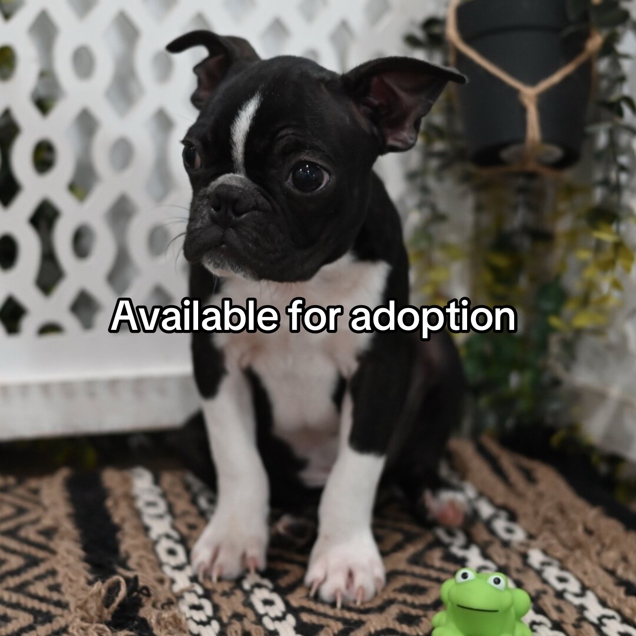 @Boston terriers puppies